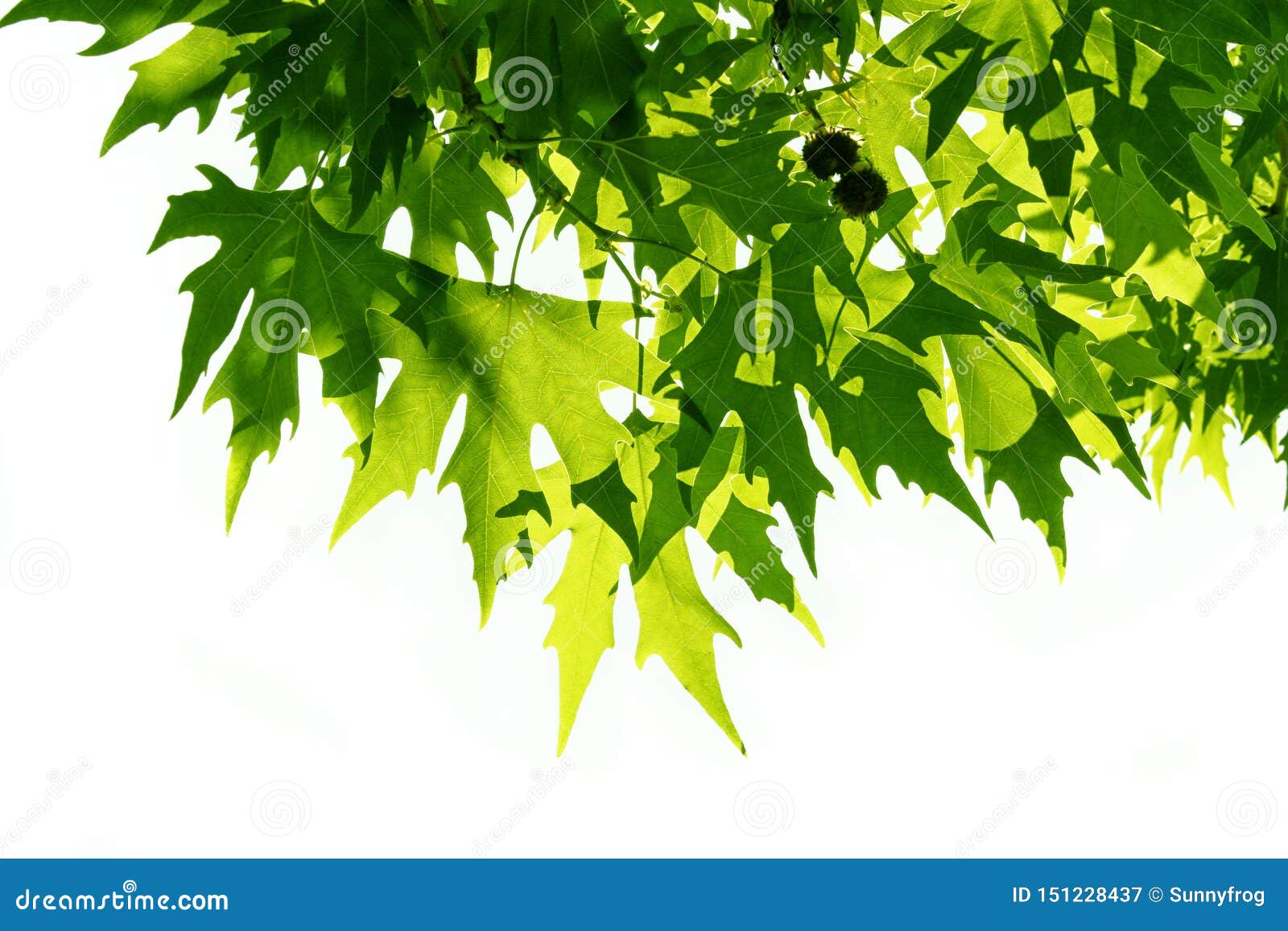 background of green fresh leaves of platanus orientalis. beauty foliage. natural background for  or texture