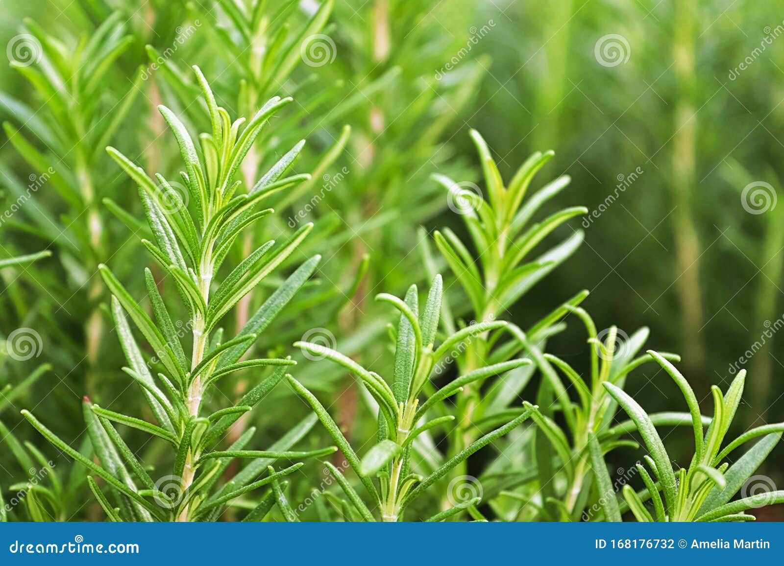background of green fresh rosemary herb bunches