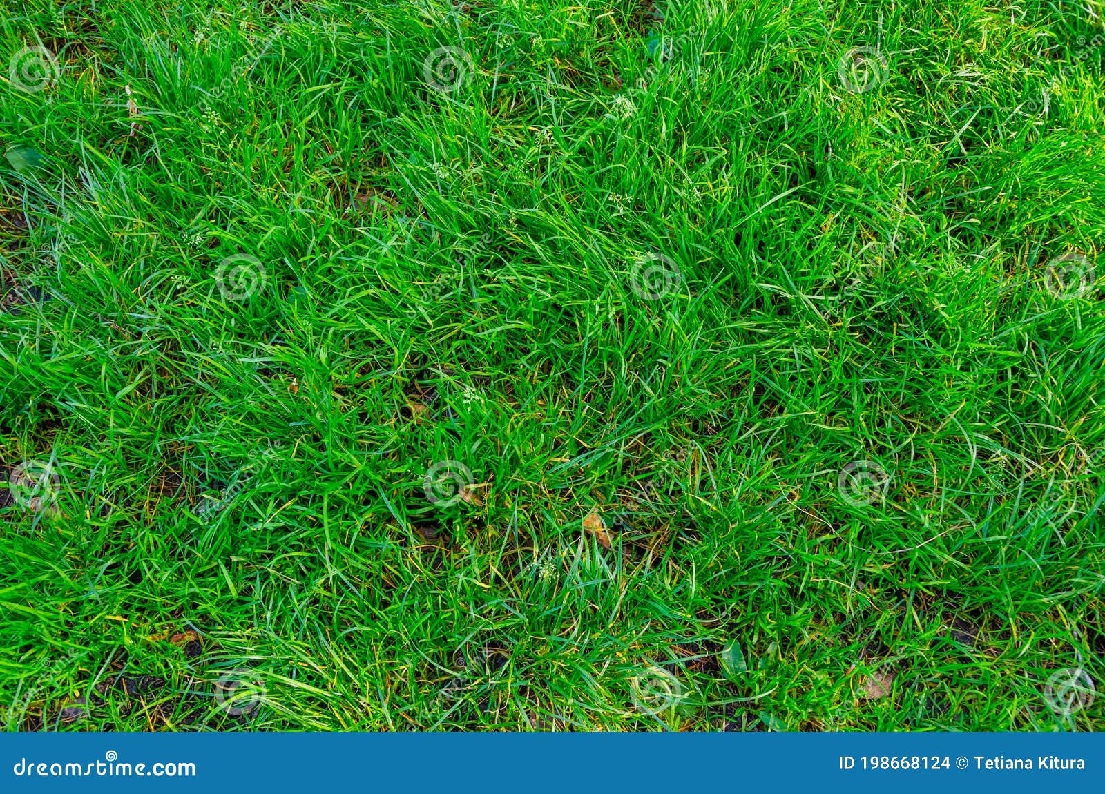 Background Green Grass. Natural Dense Grass in the Forest Stock Photo