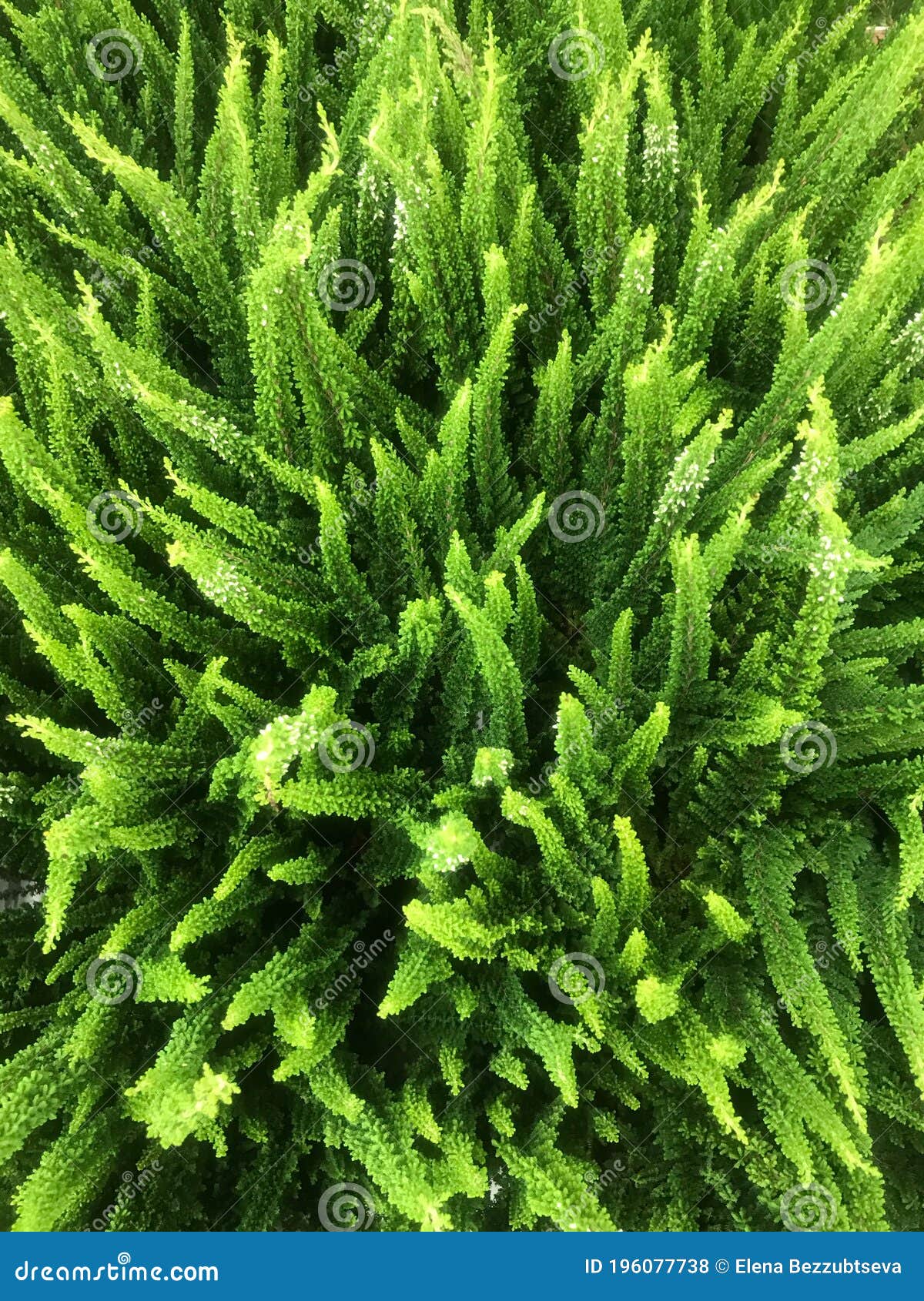 background of green heather. calluna vulgaris