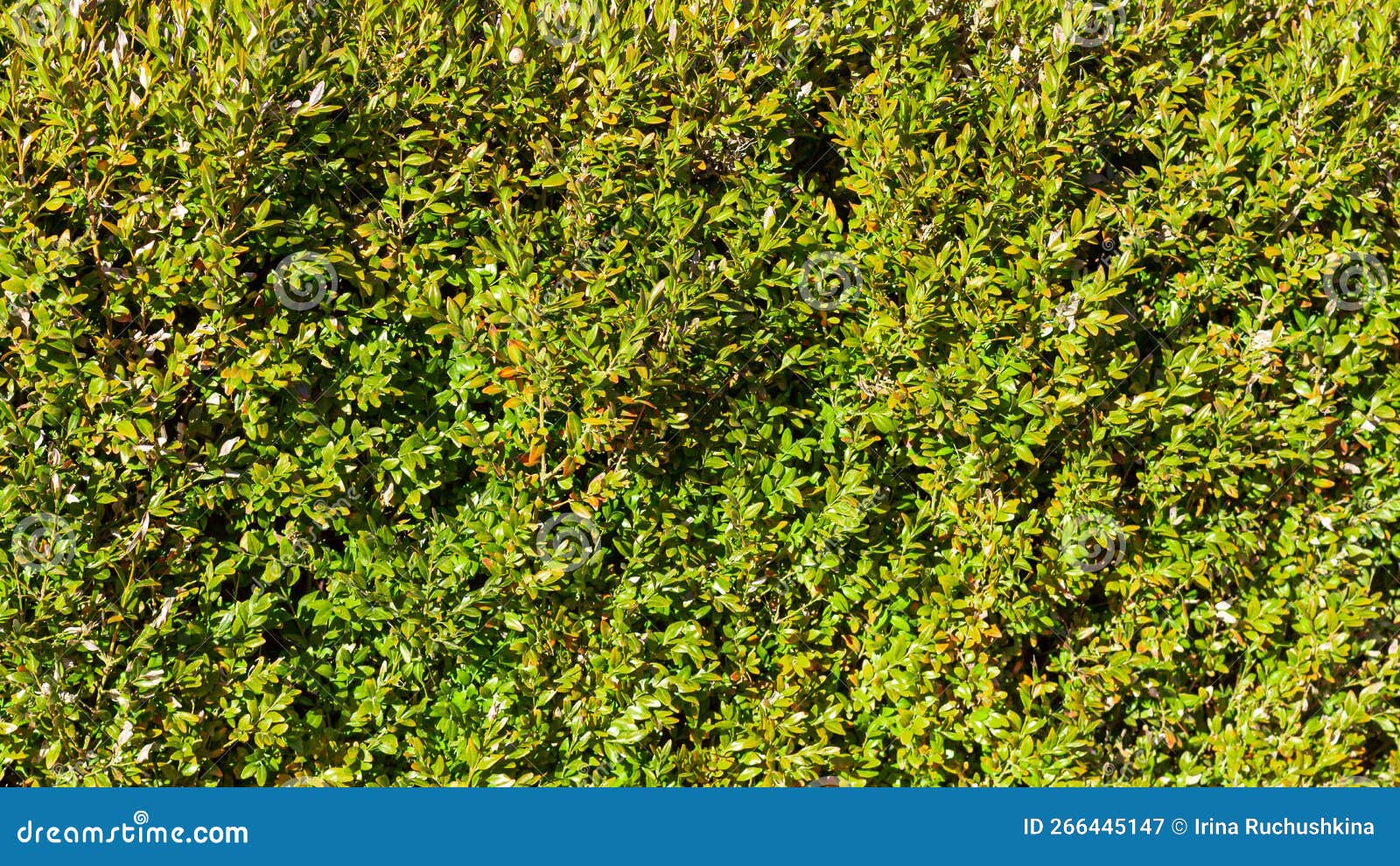 Background of Green Leaves, Background for Desktop Screensaver Stock Image Image of summer