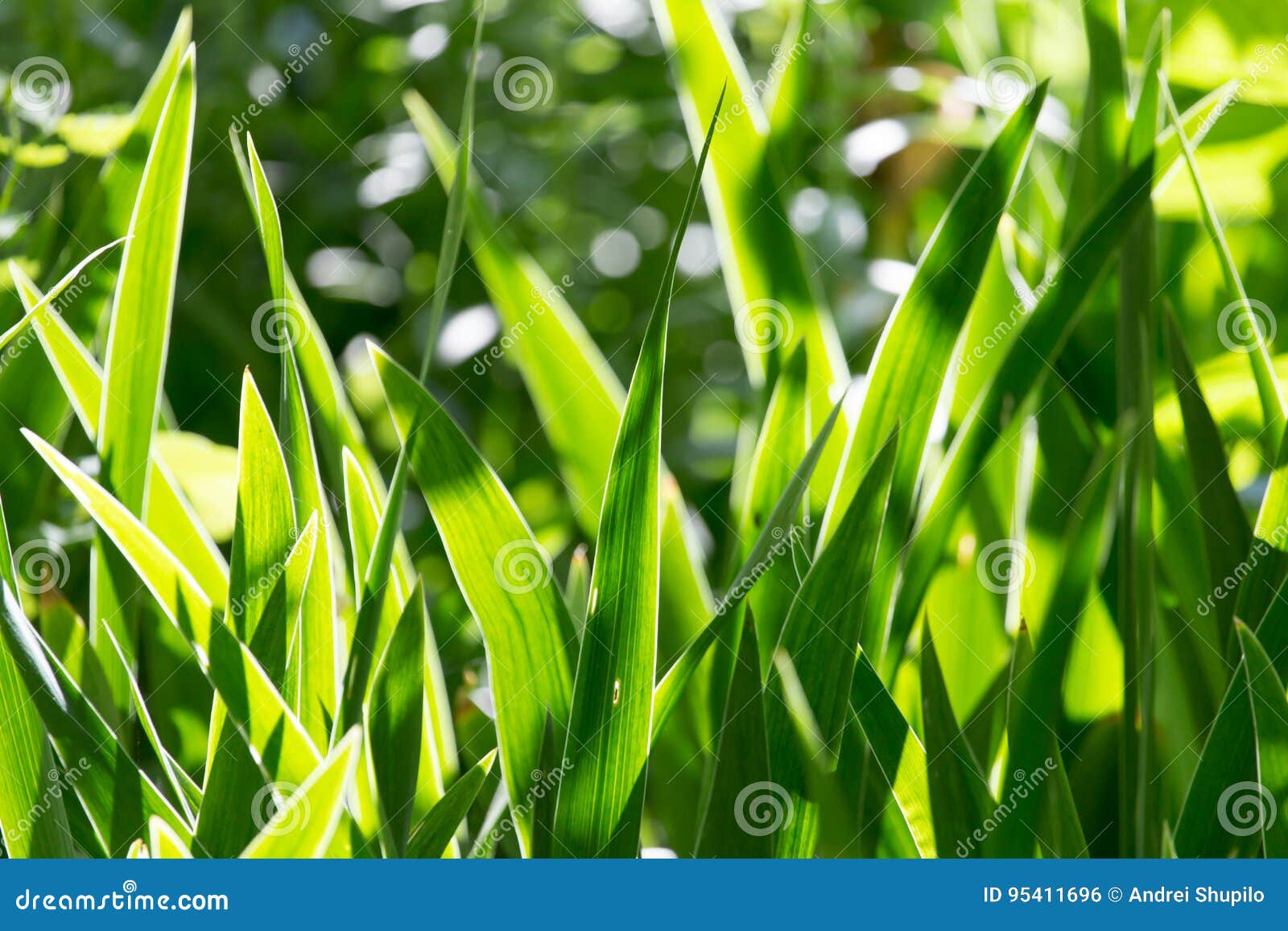 Background of Green Leaves of Grass Stock Photo Image of plant, fresh