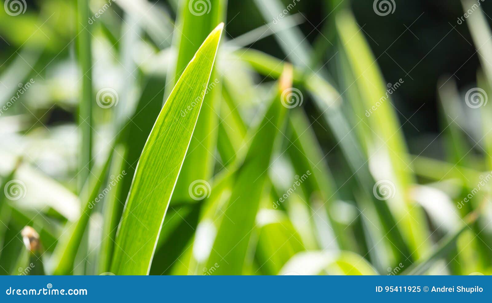 Background of Green Leaves of Grass Stock Image Image of leaf, water