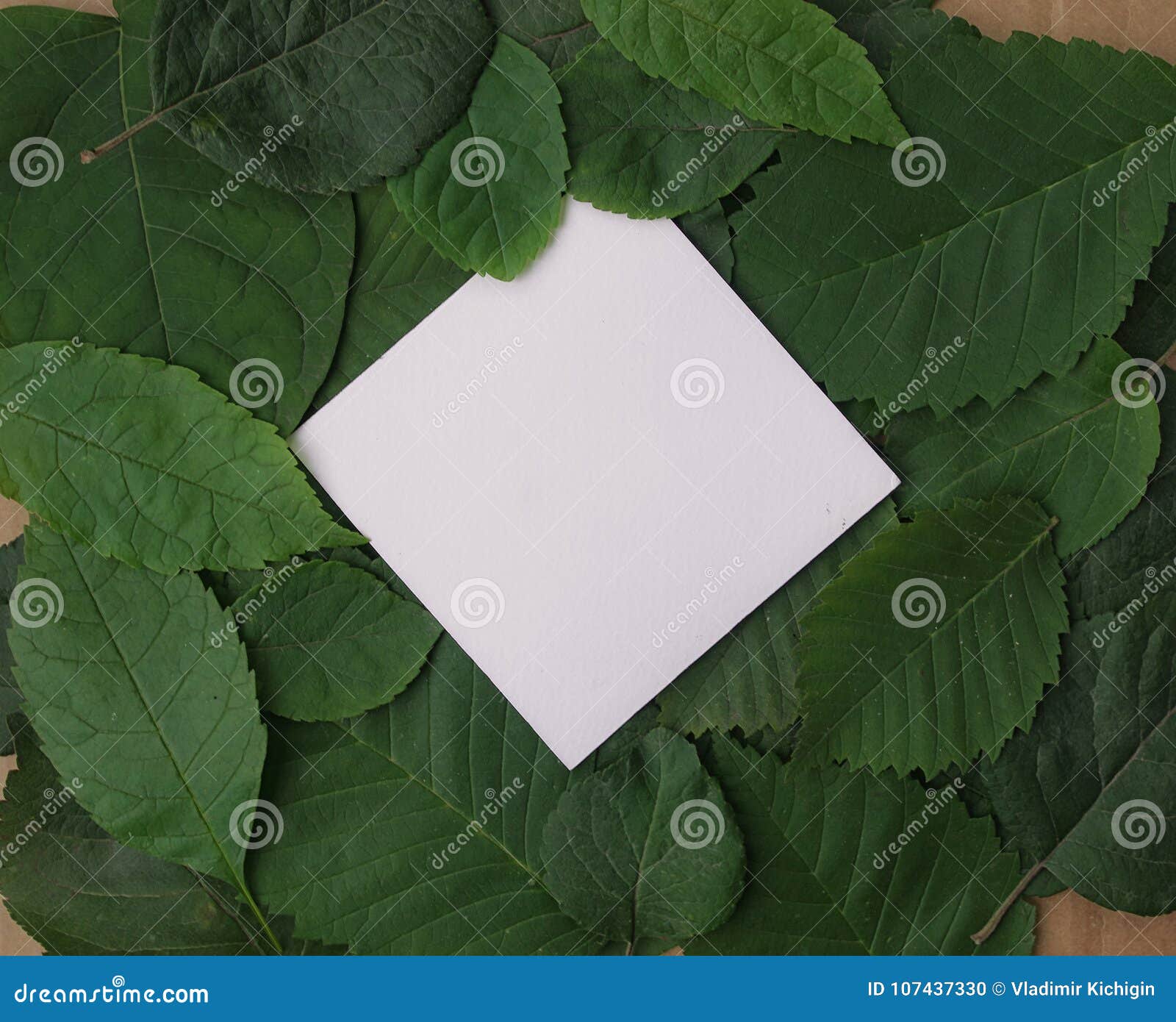 Background of Green Leaves with a Paper Stock Photo - Image of card