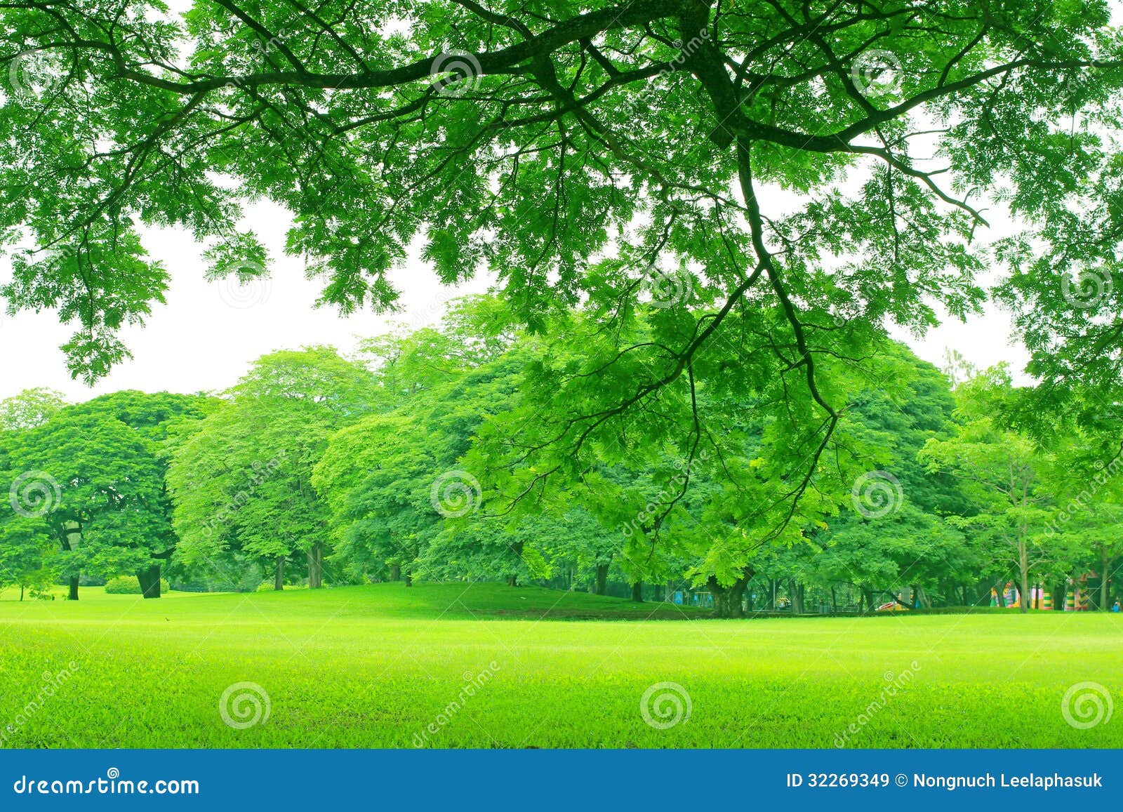 Background with Green Trees in Park Stock Image - Image of leaf, outdoor:  32269349