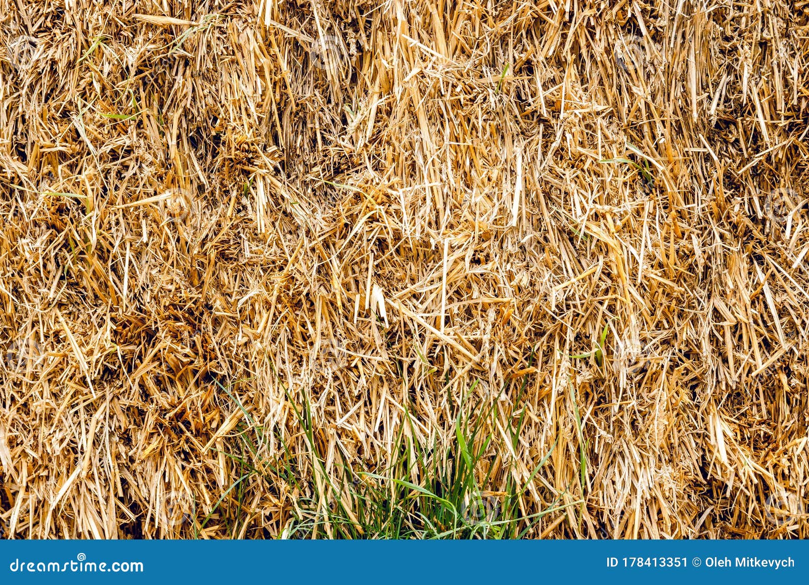 Background Hay Yellowgreen. Dry Grass. Stock Image Image of
