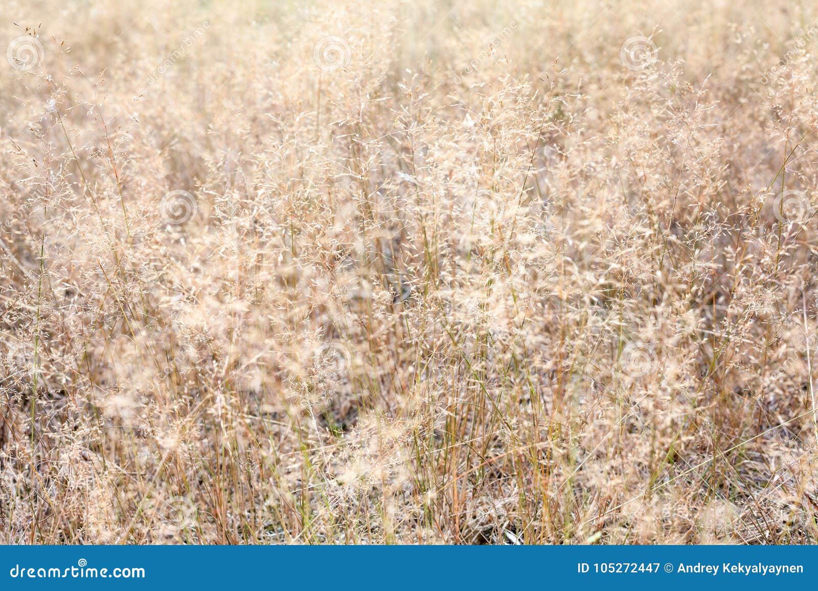 Background Image of Dry Brown Grass on a Field Stock Image Image of