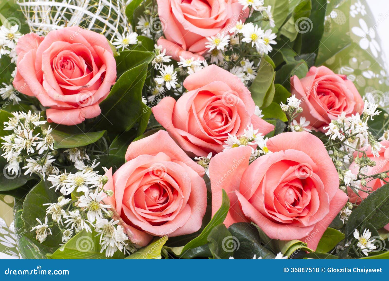 Background Image of Pink Roses Stock Photo - Image of gentle, greeting ...