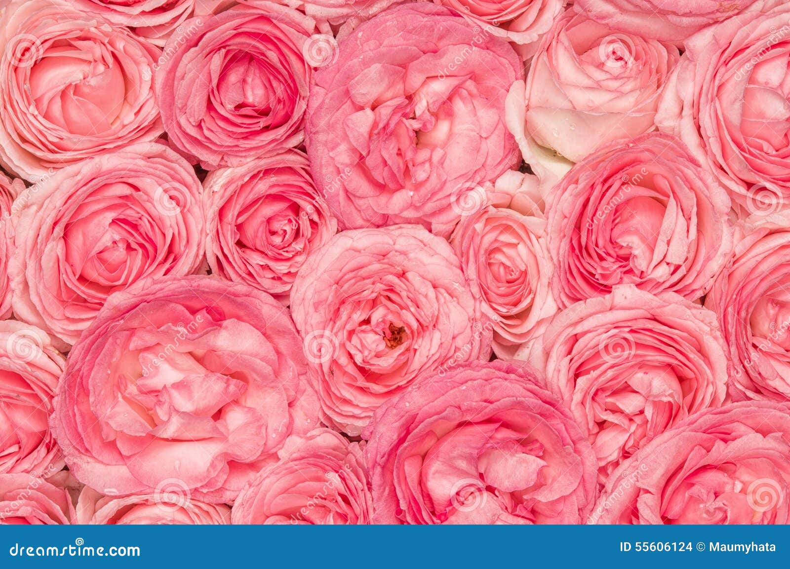 Background stock photo. Image of valentine, flowers, magenta 55606124