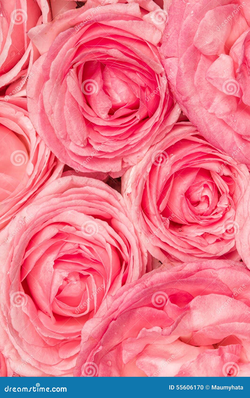 Background stock photo. Image of romantic, bunch, roses 55606170