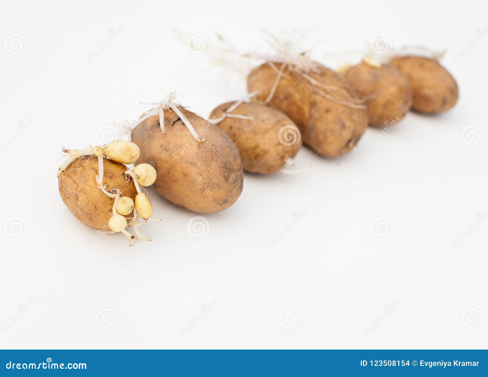 Old Potatoes with Sprouts and Roots. Stock Photo Image of growing, isolated 123508154
