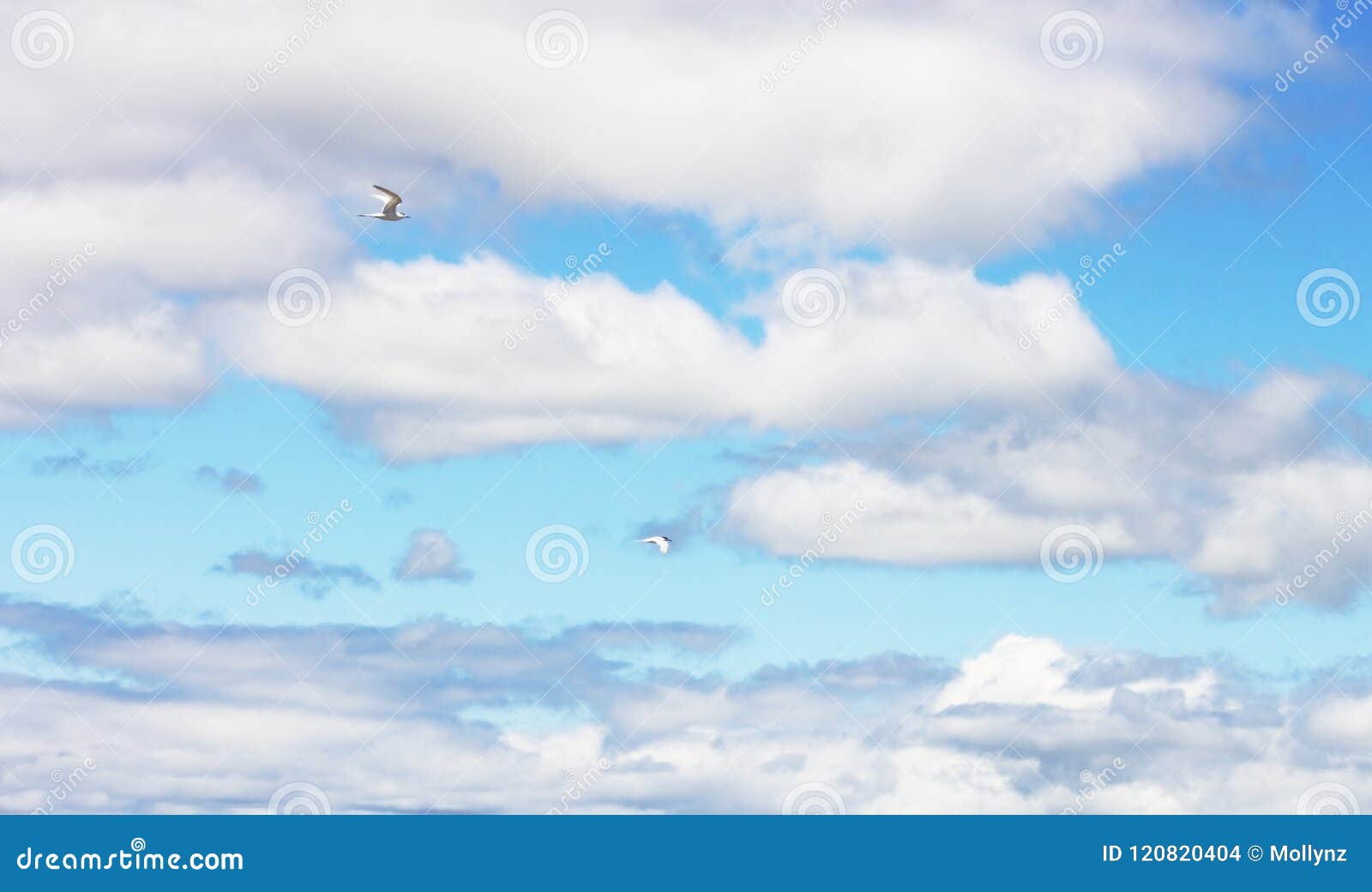 Background Image of Two Birds Flying Aginst a Blue and White Cloudscape