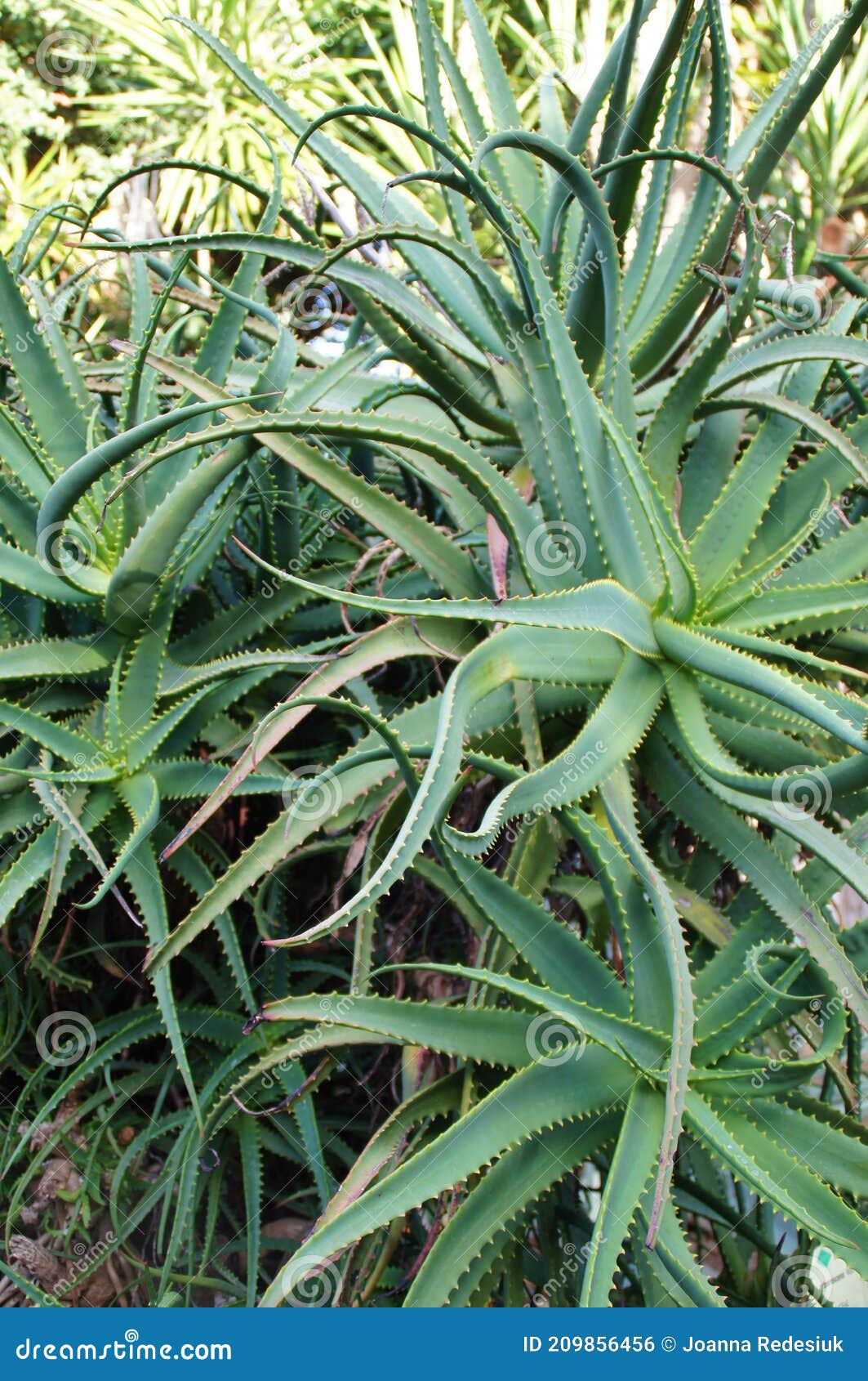 Background with Large Green Aloe Vera in Closeup Stock Photo - Image of