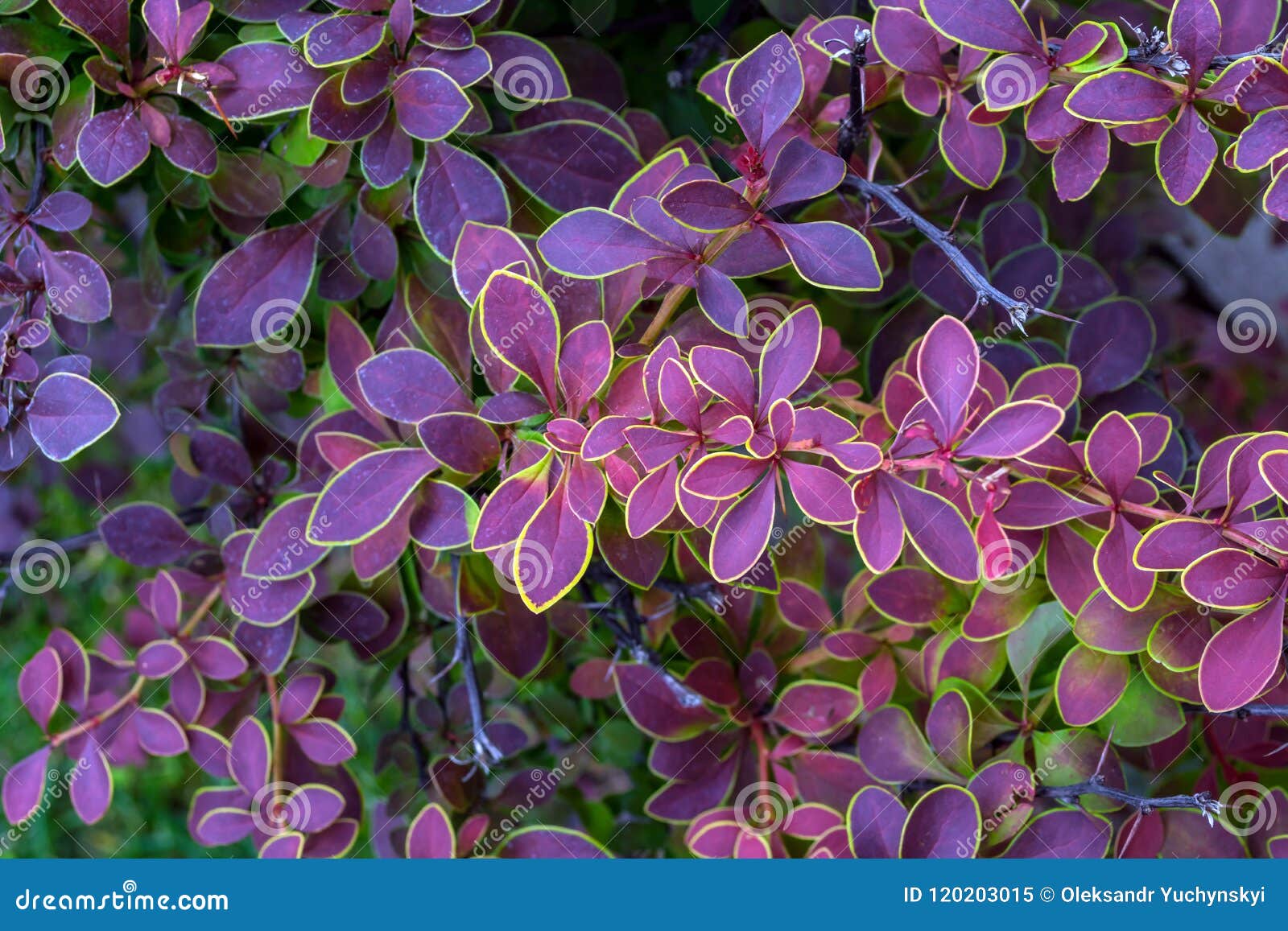 background of leaves of barberry, red, purple, with different shades, with green caim