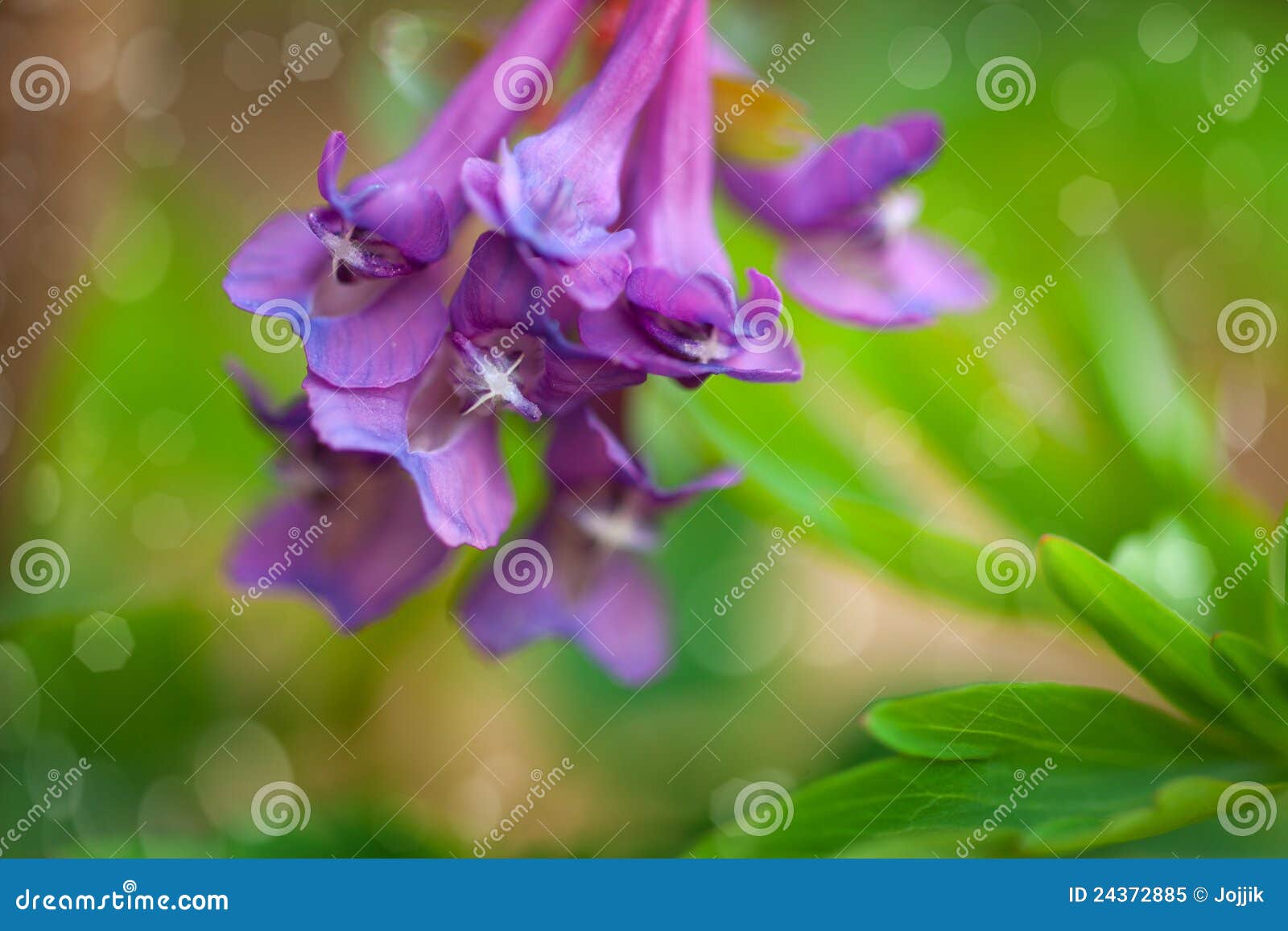 Background of Leaves and Flowers Stock Image - Image of blossom