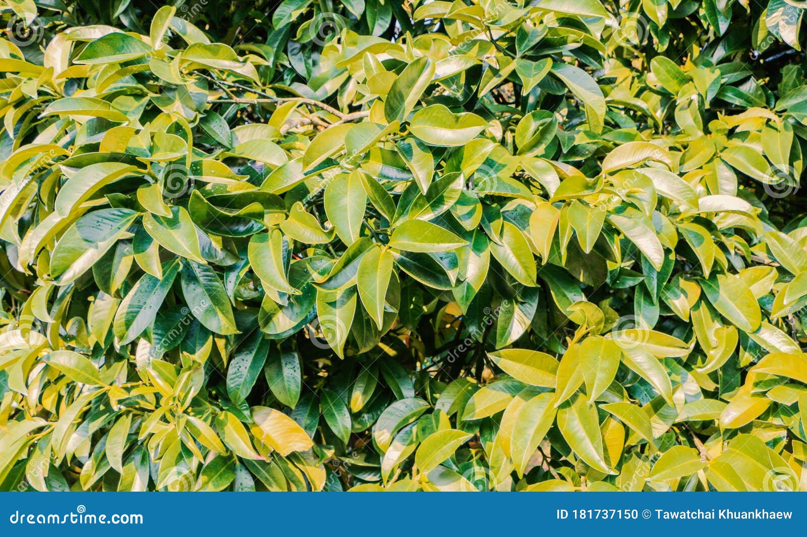 The Background of the Leaves of the Mangosteen Tree Stock Photo Image of park, forest 181737150