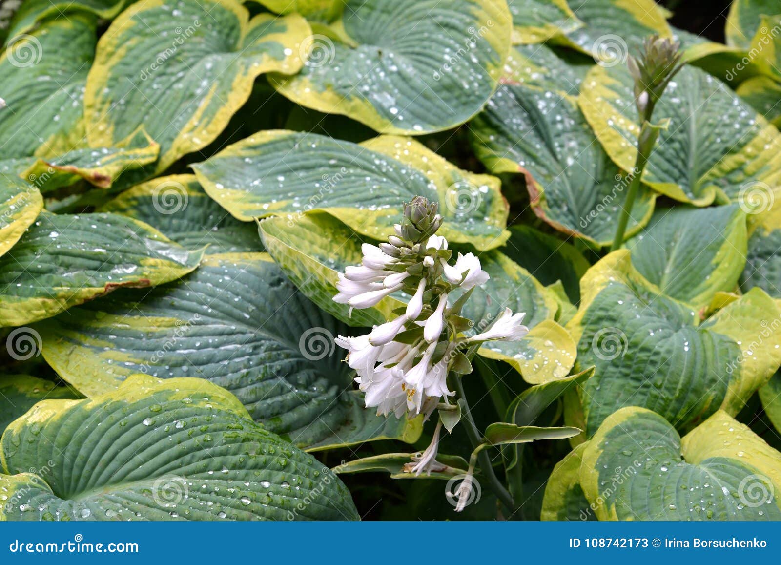 background from leaves of sagae blossoming hosts funkiya of a grade