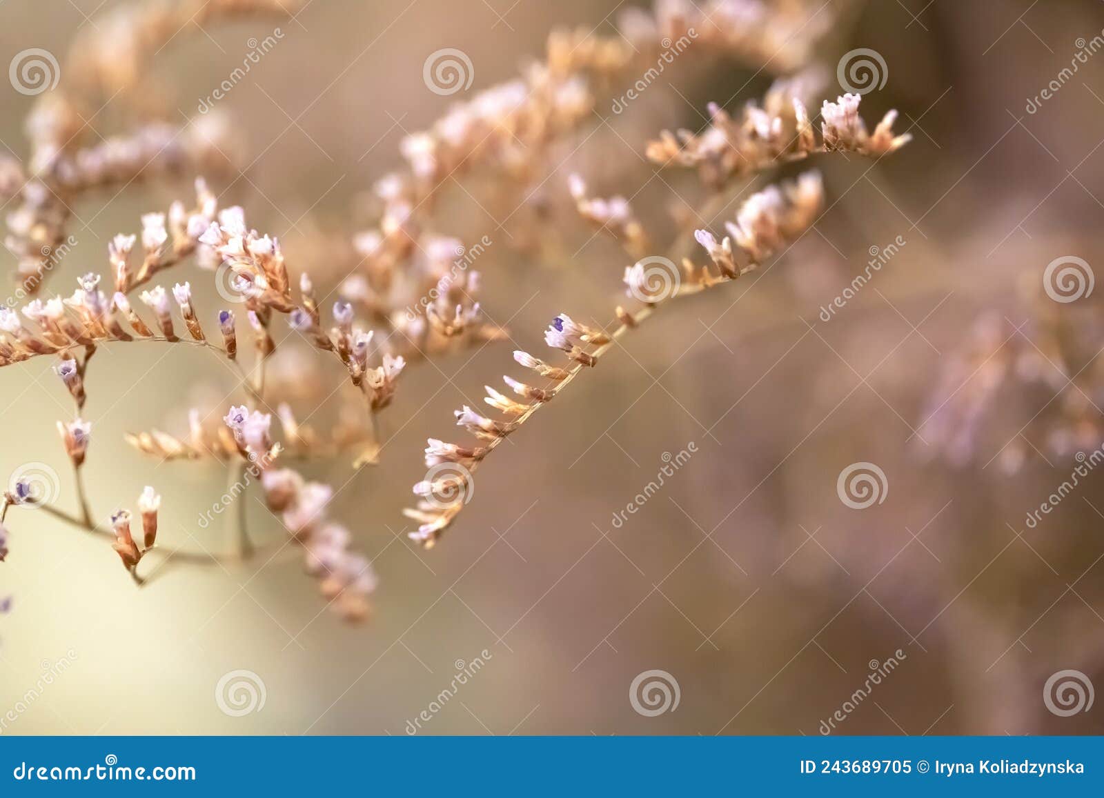 background with lilac wildflowers and herbs. macro photography