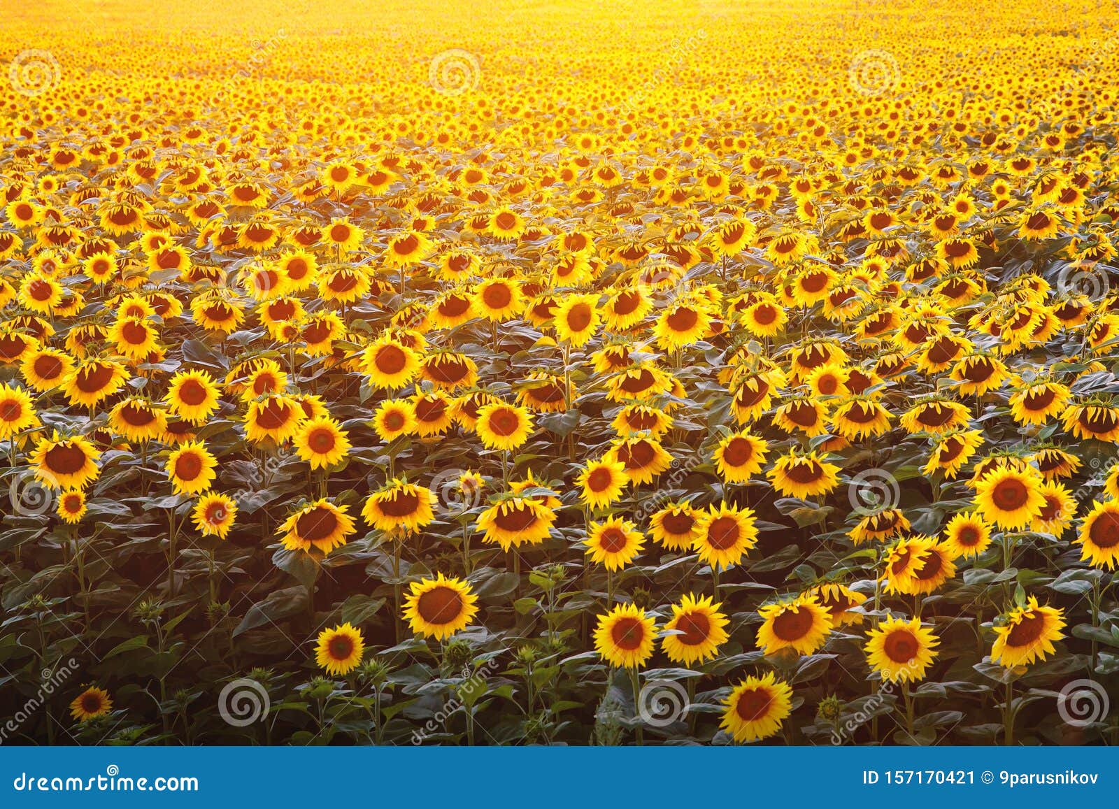Featured image of post Wallpaper Roses And Sunflowers : You can download them in psd, ai, eps or cdr format.
