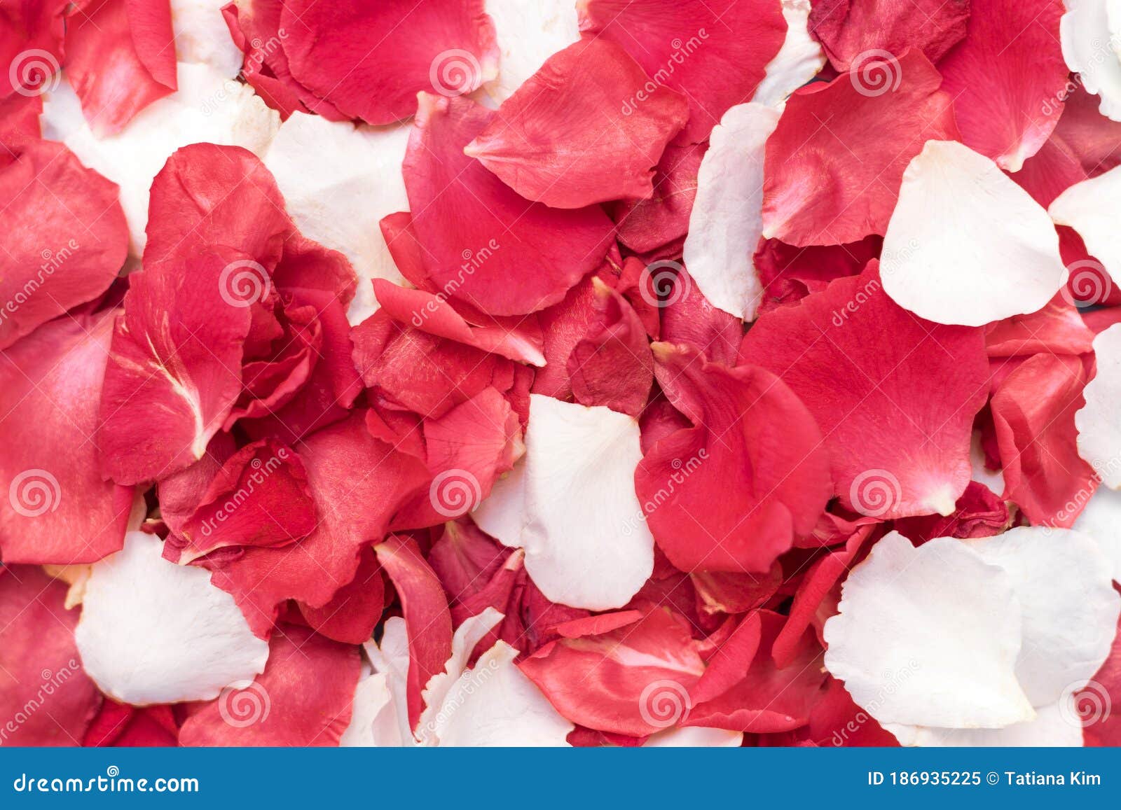Background of a Lot of the Red and White Rose Petals Stock Image