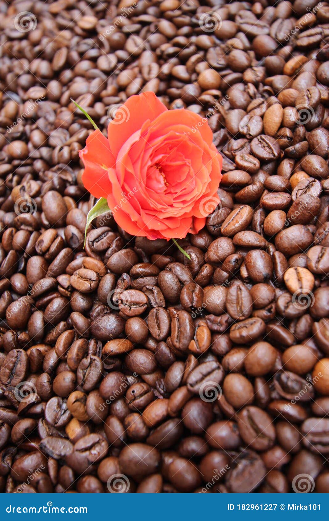 background with many coffee beans and red rose