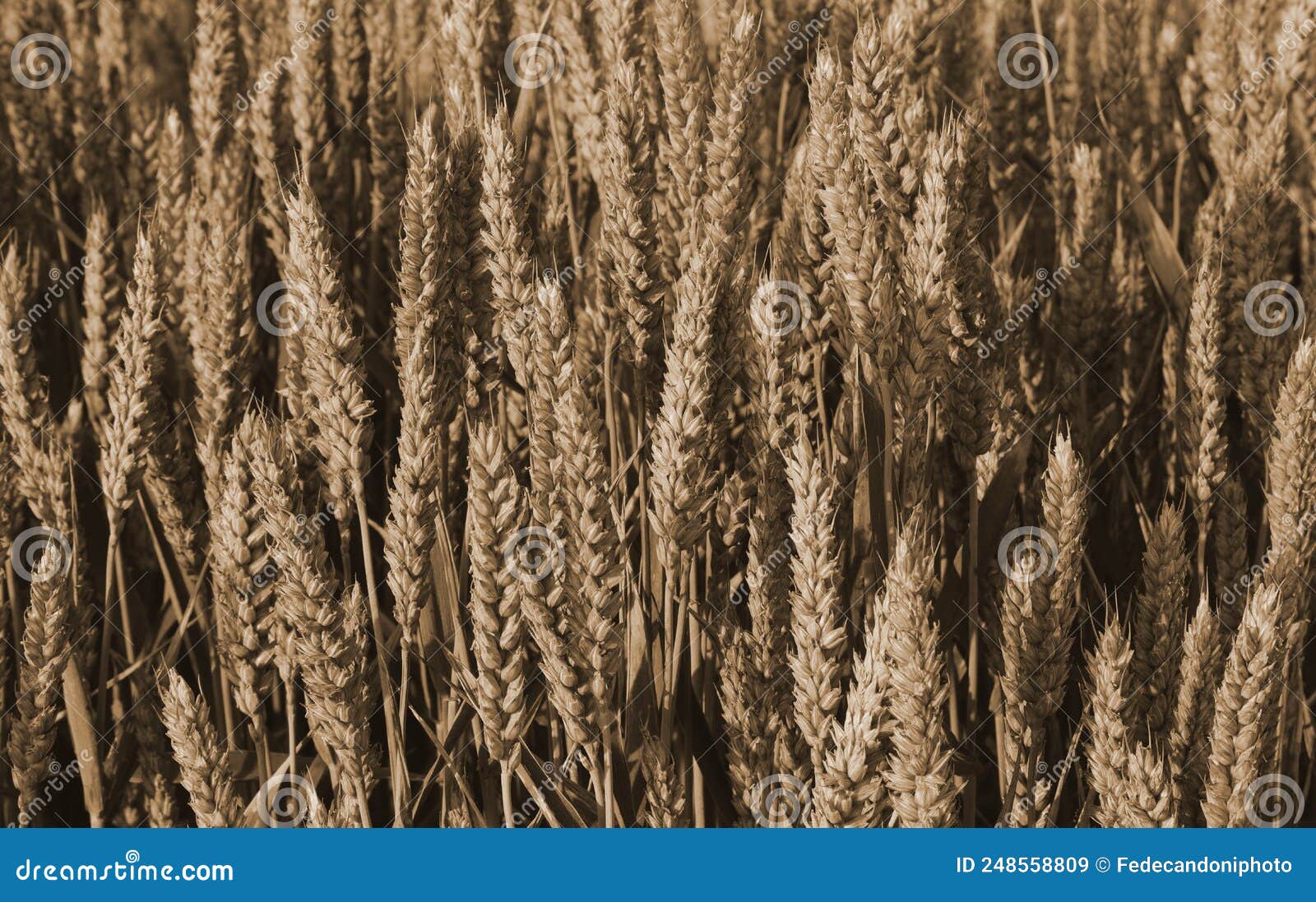 background of ripe ears of wheat in the cultivated field ready t