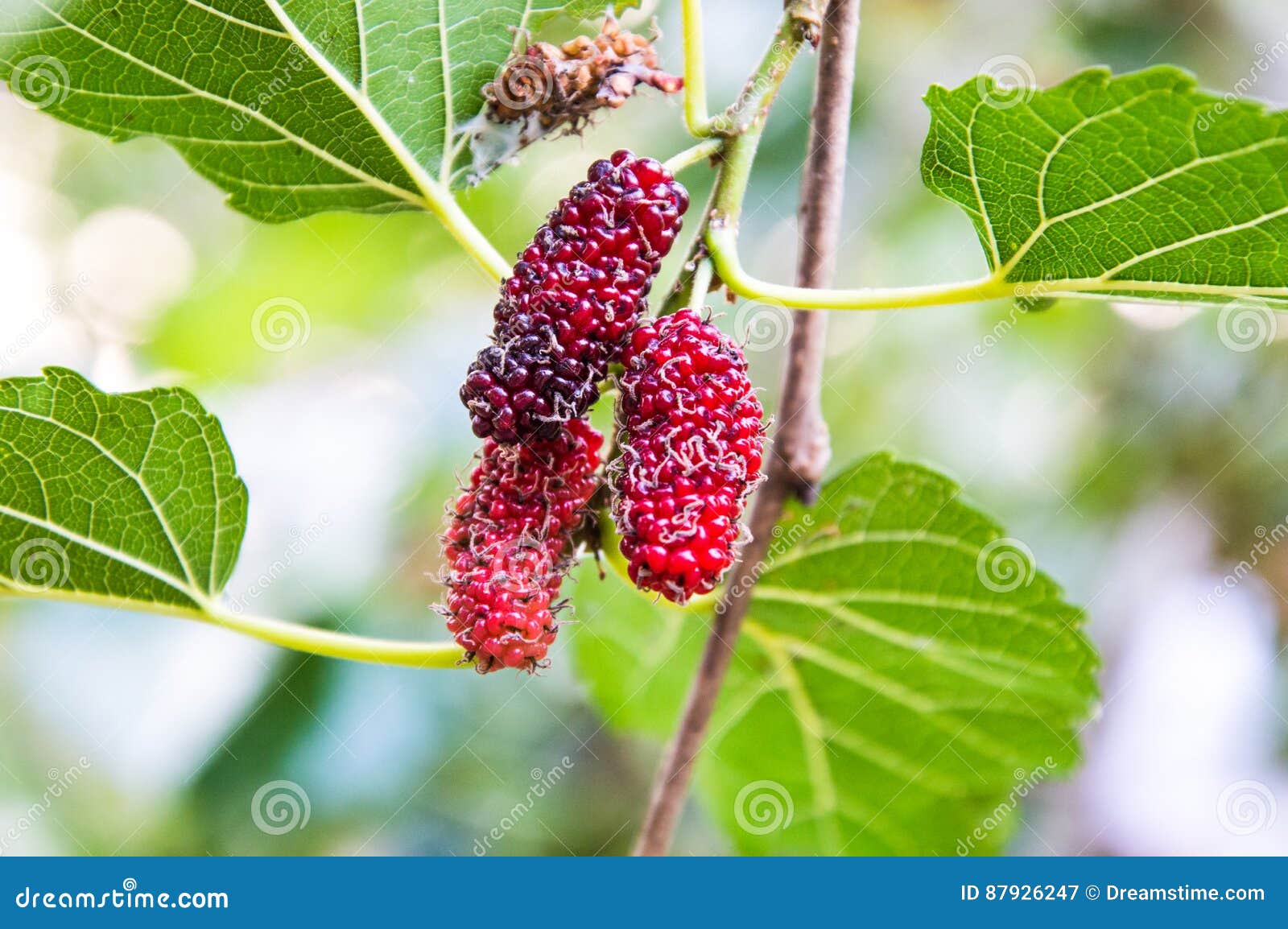 mulberry fresh fruit