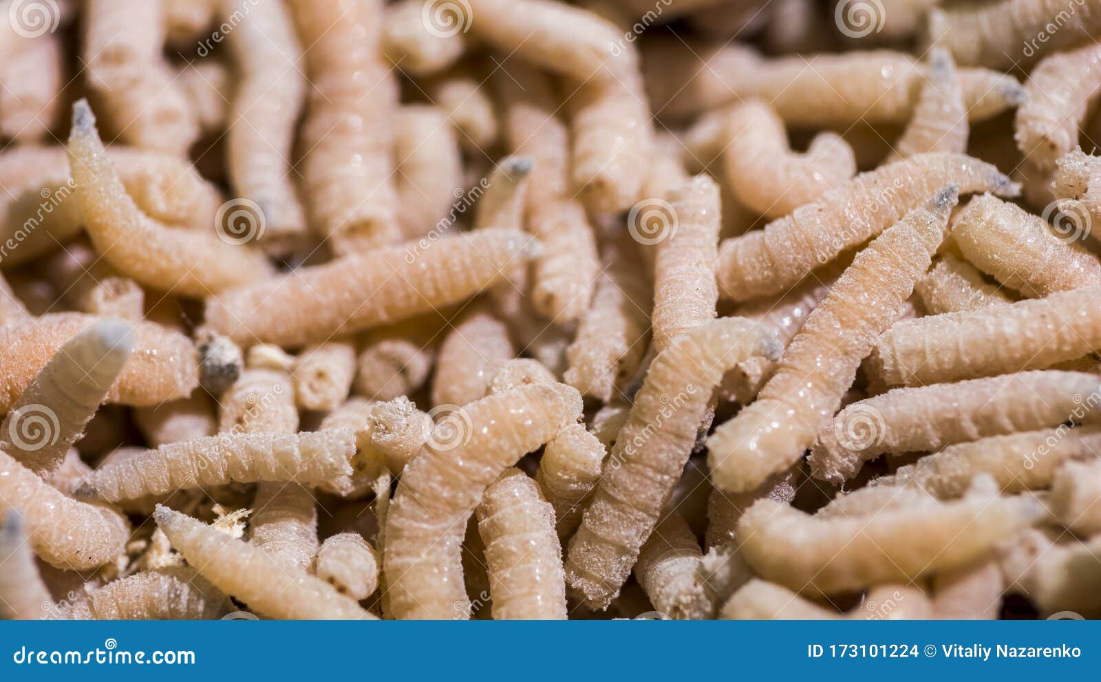 Background of a Multitude of White Maggots, Phobia and Fears Concept Stock  Photo - Image of full, maggot: 173101224