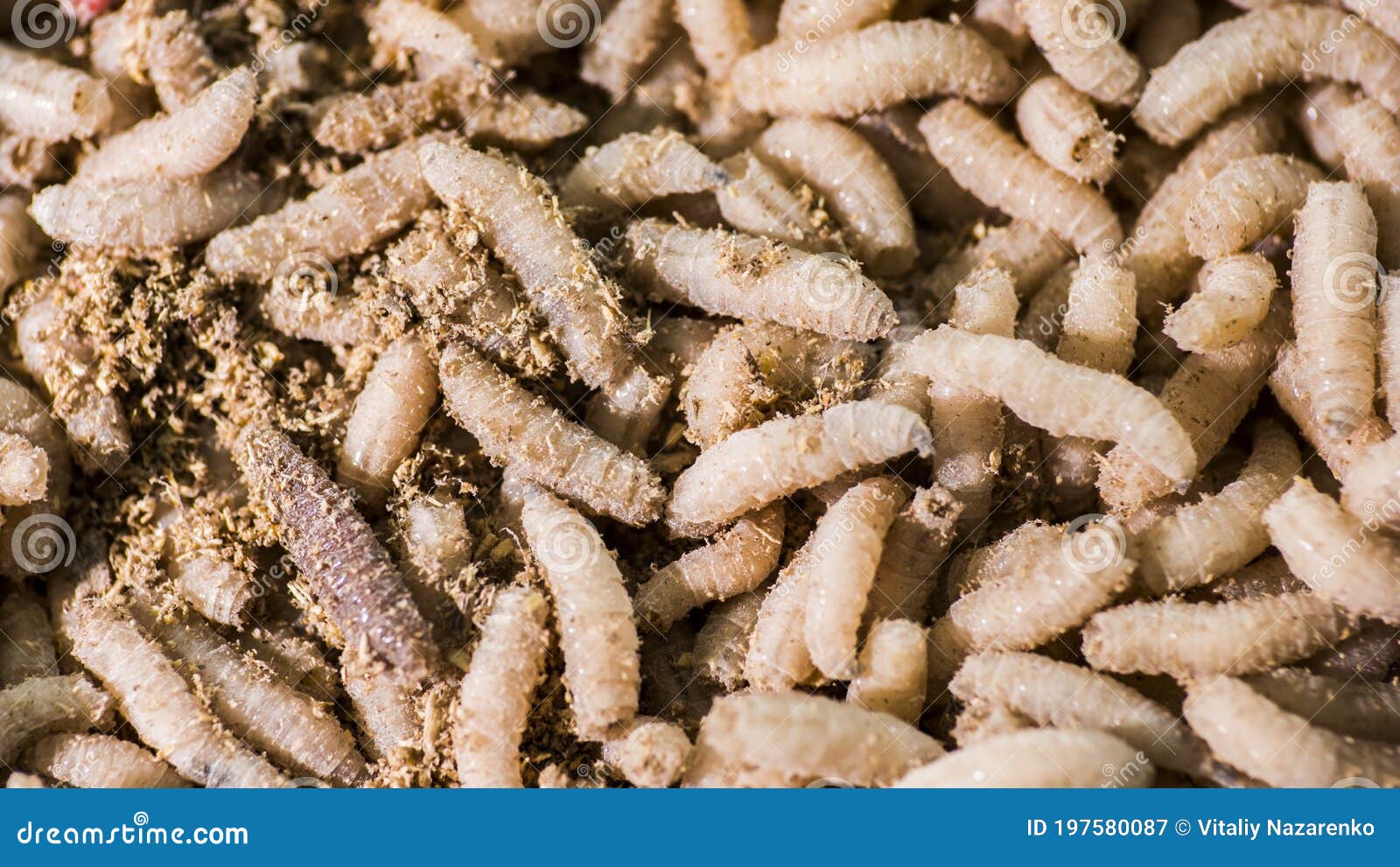 Lots of Maggots, Bait for Winter Fishing Stock Image - Image of
