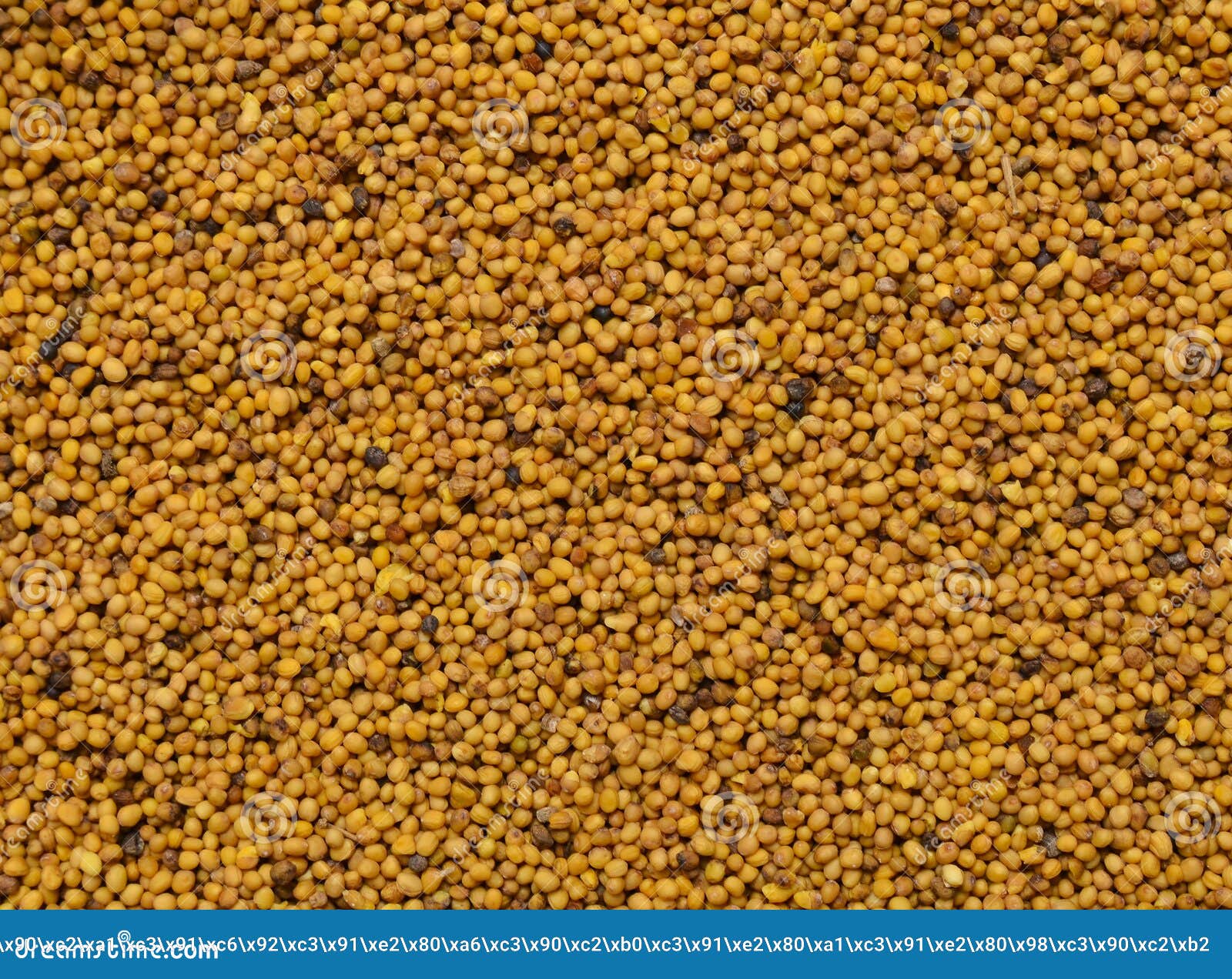 Background of Mustard Seeds Stock Photo Image of natural, cooking