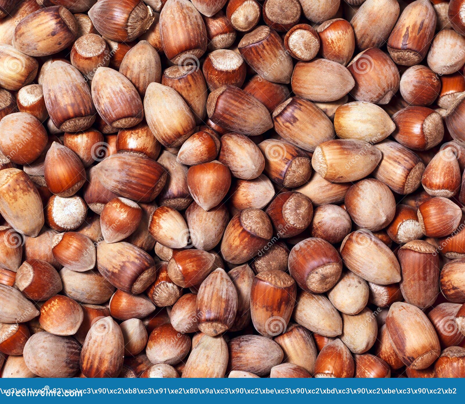 Background Wild Hazelnuts of Different Sizes Stock Photo Image of
