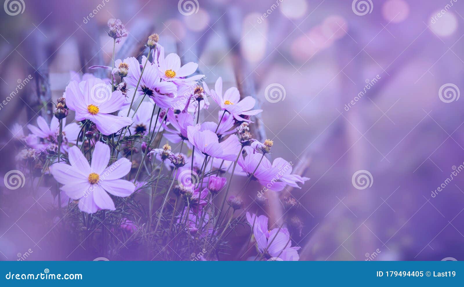 Background Nature Flower Mexican Aster. Purple Flowers. Background Blur  Stock Image - Image of celebration, flower: 179494405