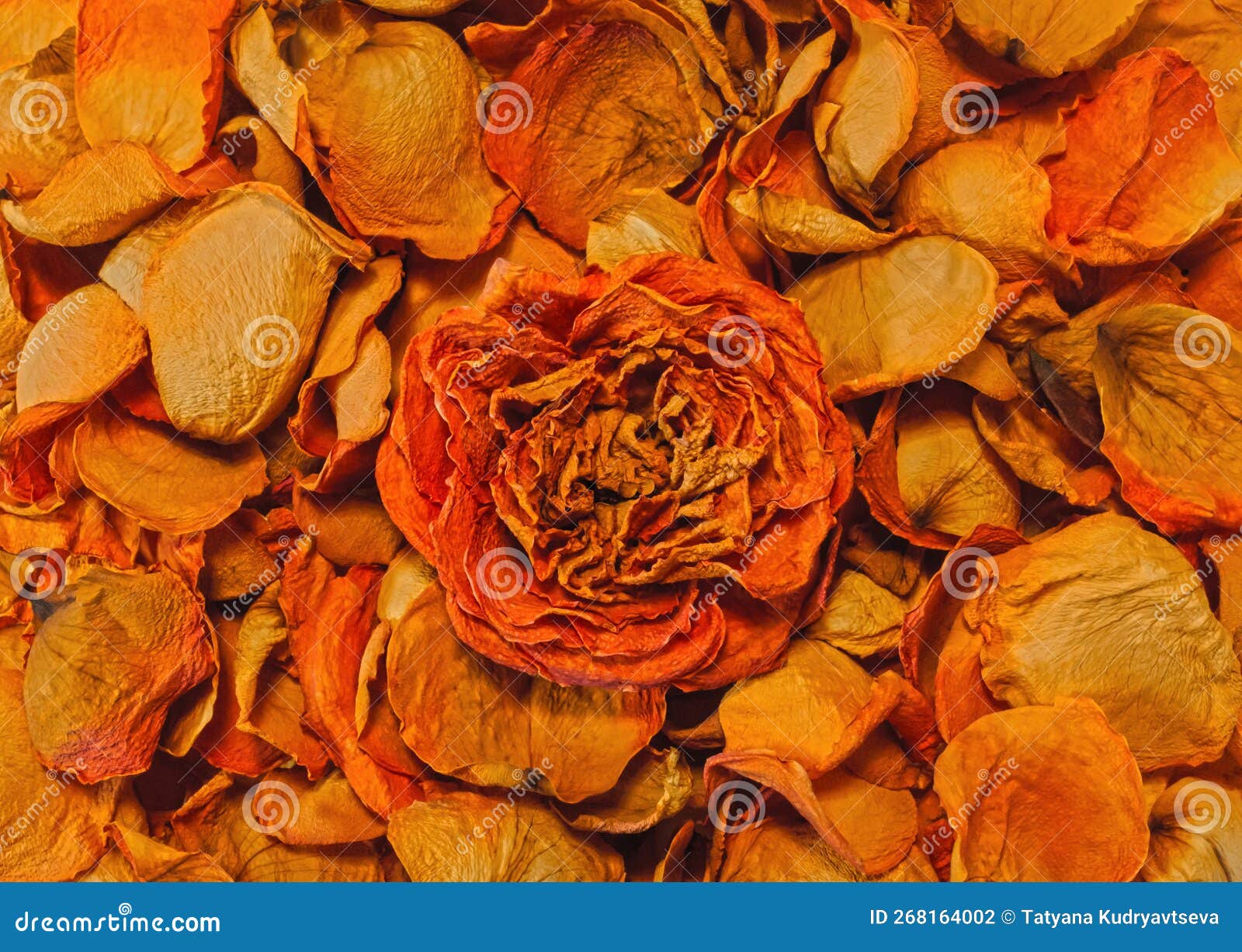 Background of Orange Dry Withered Rose Petals Stock Photo - Image of