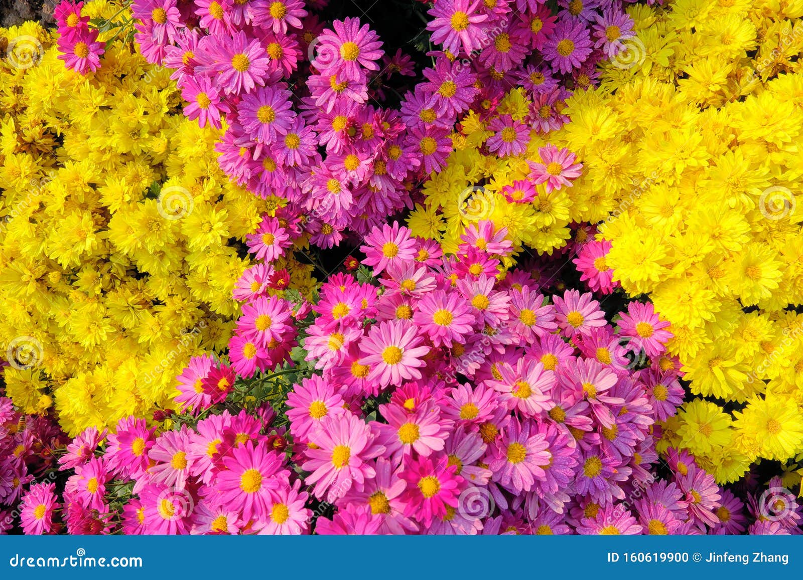 chrysanthemum parterre