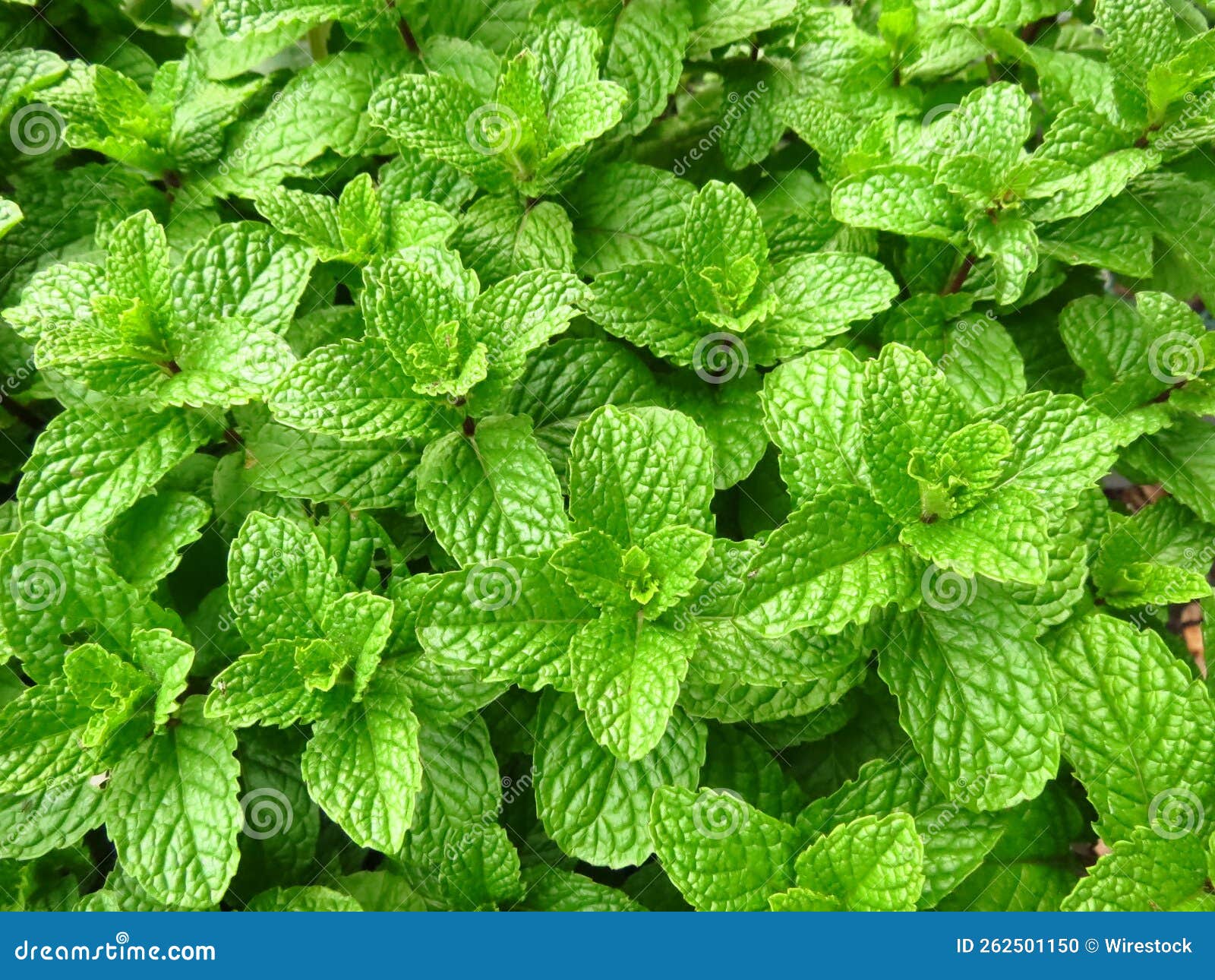 Background of Peppermint Leaves Stock Photo Image of spearmint, fresh