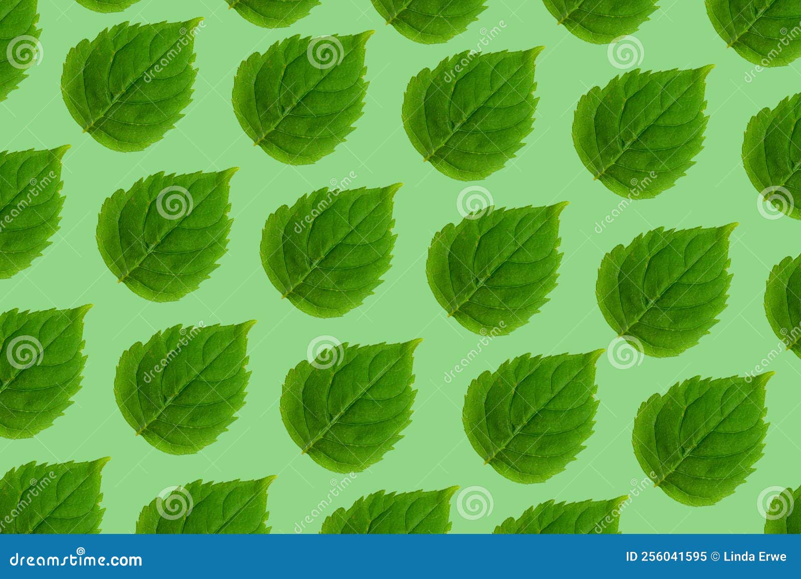 Background Photo of Leaves on Green Background Stock Image Image of