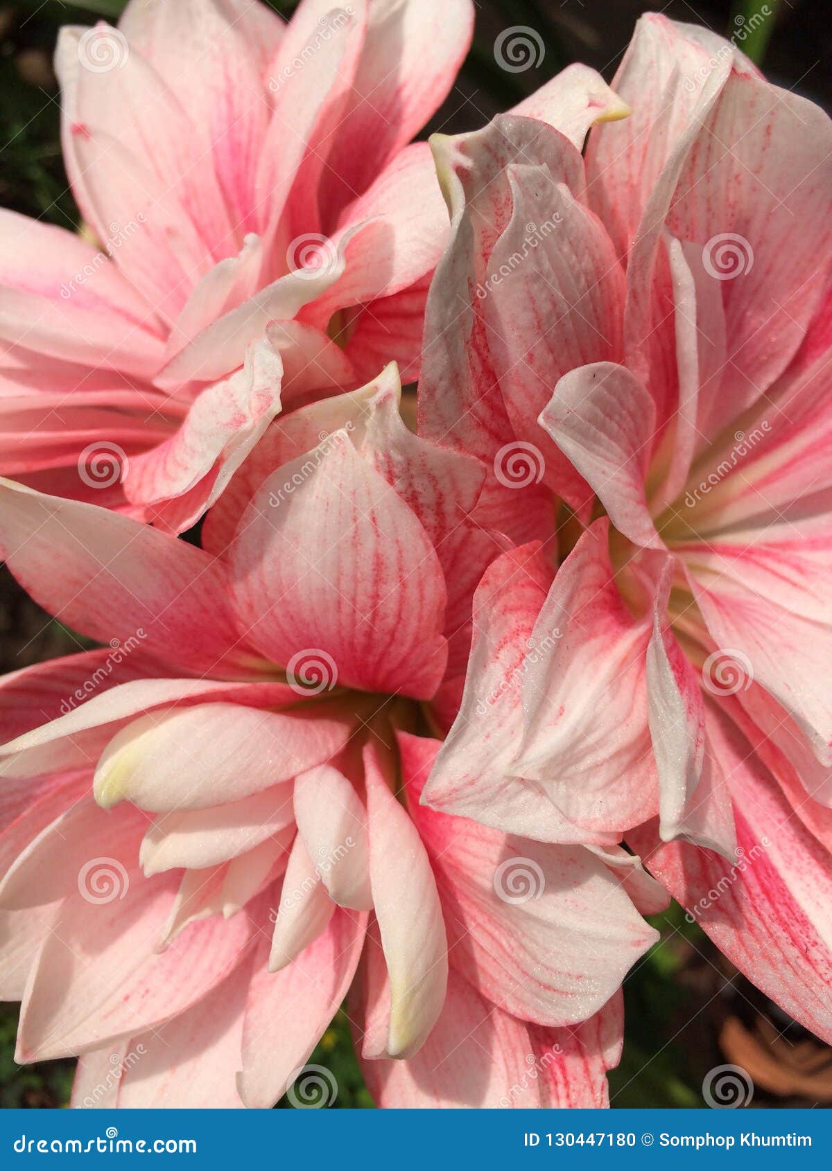 Background Pink Amaryllis Flowers Stock Photo Image Of Flower Mixed 130447180