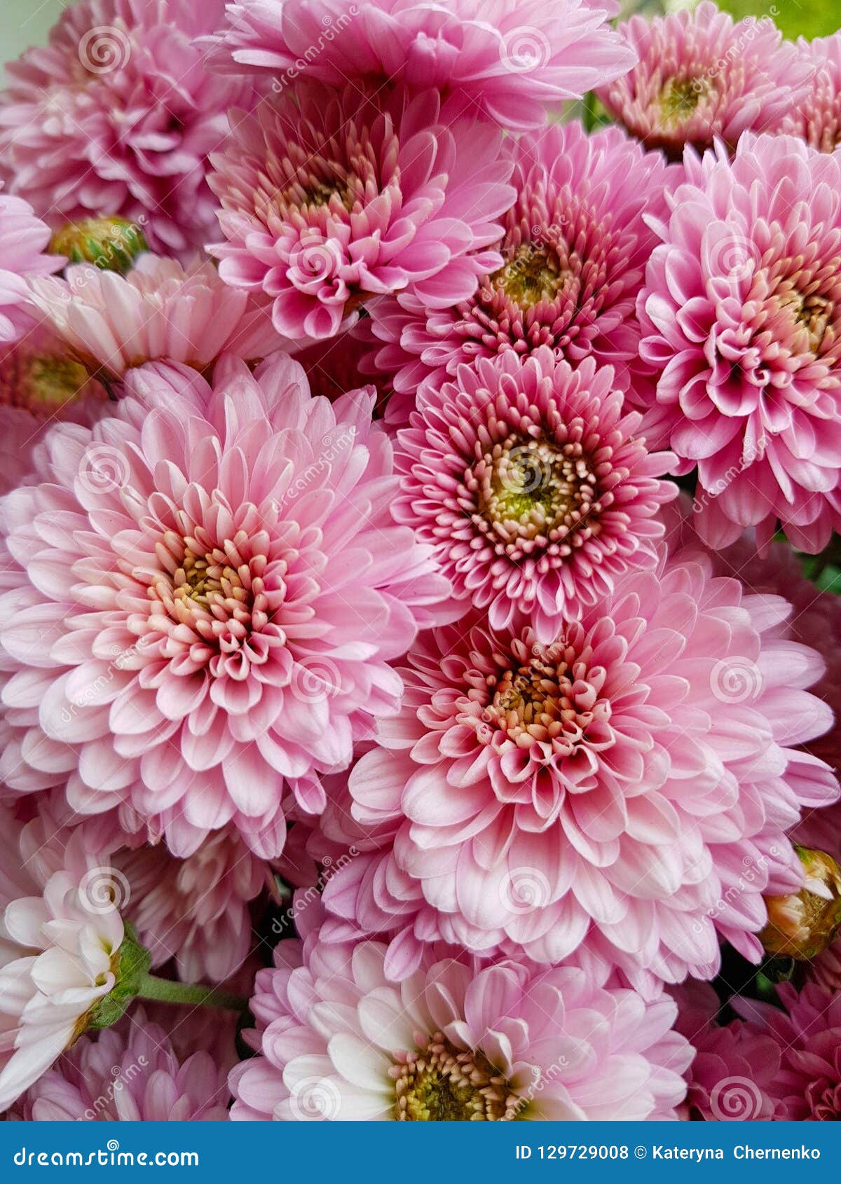 background pink chrysanthemum fall
