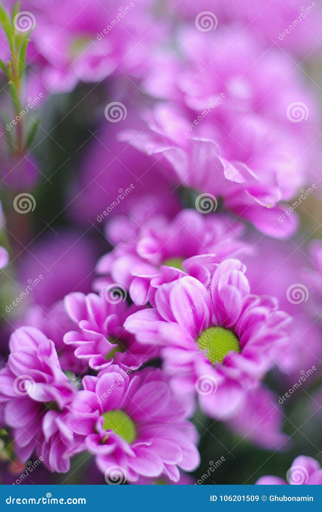Pink Daisy Background stock image. Image of nature, gardening 106201509