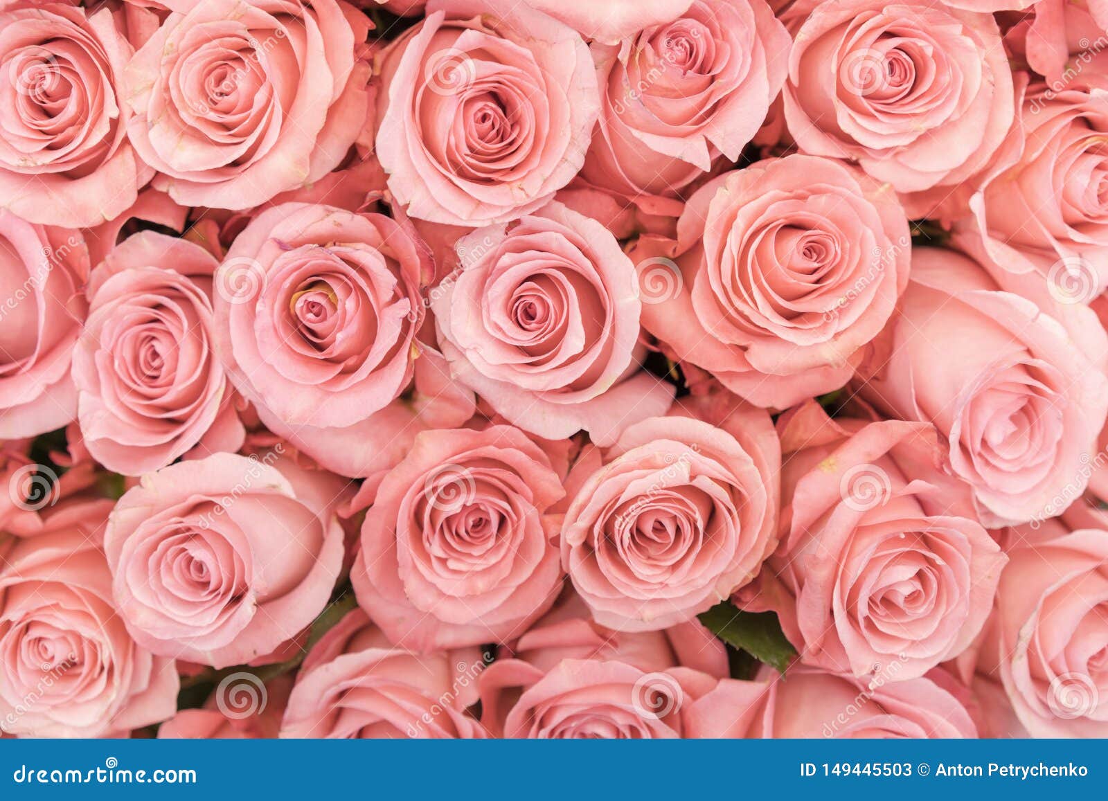 Nền hoa hồng cam và đào mềm đẹp như mơ, với sự kết hợp giữa những cánh hoa hồng màu hồng tươi sáng và đào mềm như lụa. Đó chắc chắn sẽ mang đến cho bạn những trải nghiệm tuyệt vời về sự ngọt ngào và ấm áp của tình yêu. Bất kỳ ai đến gần cũng không thể khỏi chú ý và say đắm trước vẻ đẹp tuyệt vời đó!