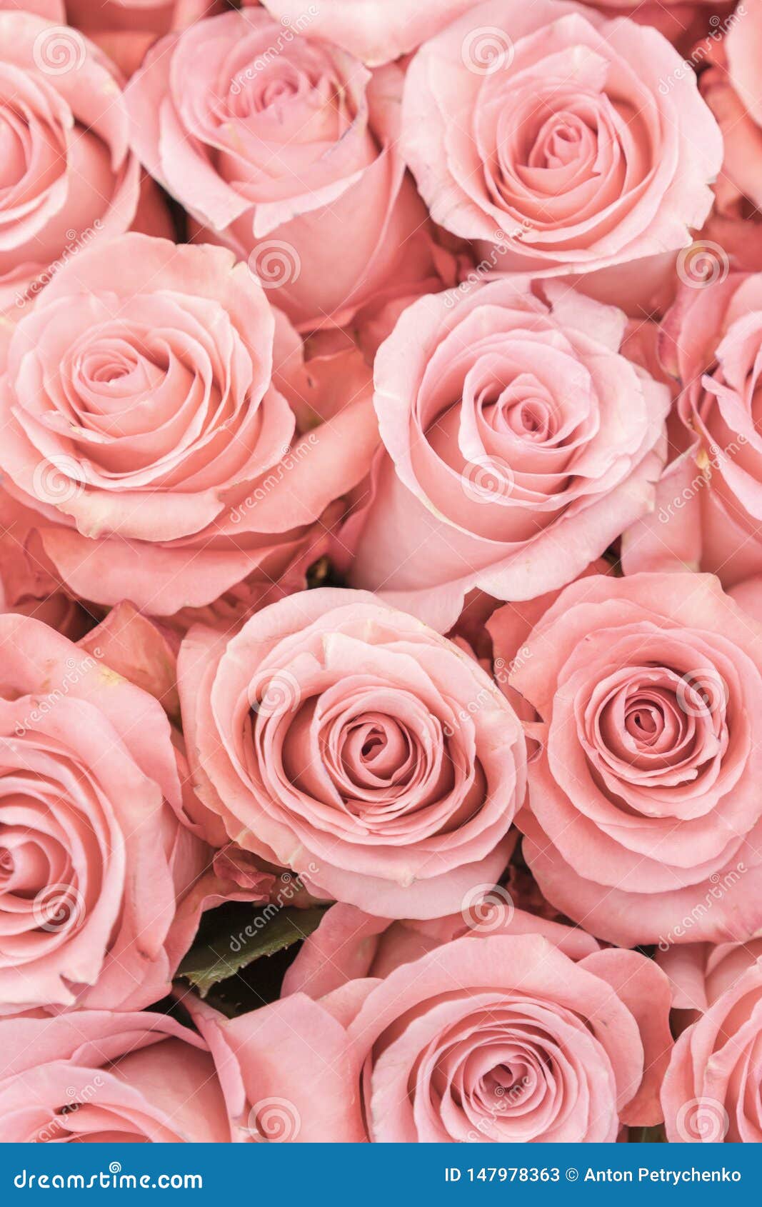 100 Pink Rose Pictures HD  Download Free Images  Stock Photos on  Unsplash