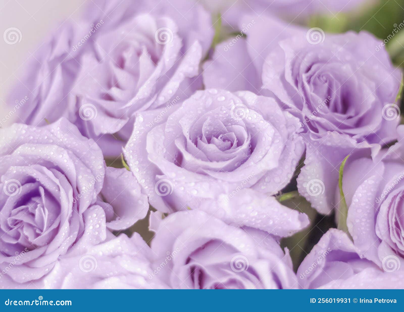 Background of Pink and Purple Rose Flowers Stock Image Image of
