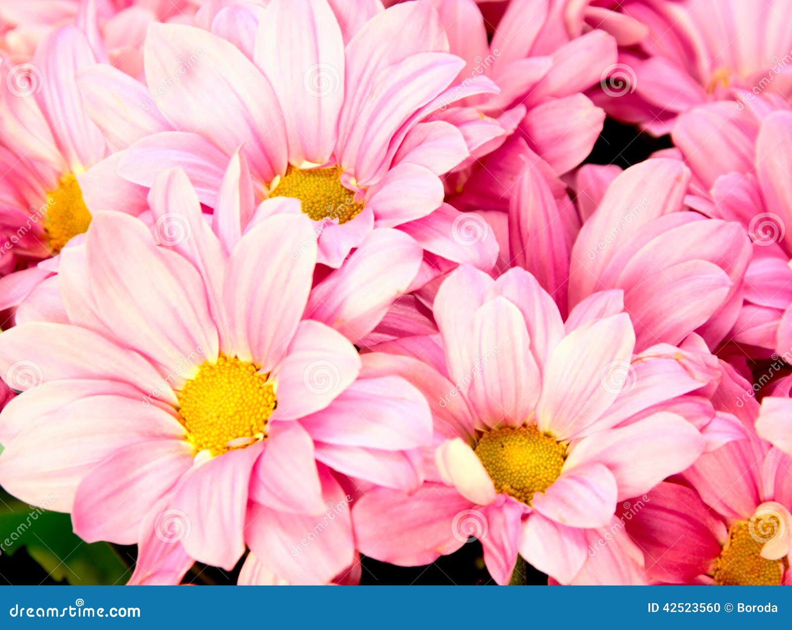 Background of Pink-white Flowers Stock Photo - Image of floral, nature