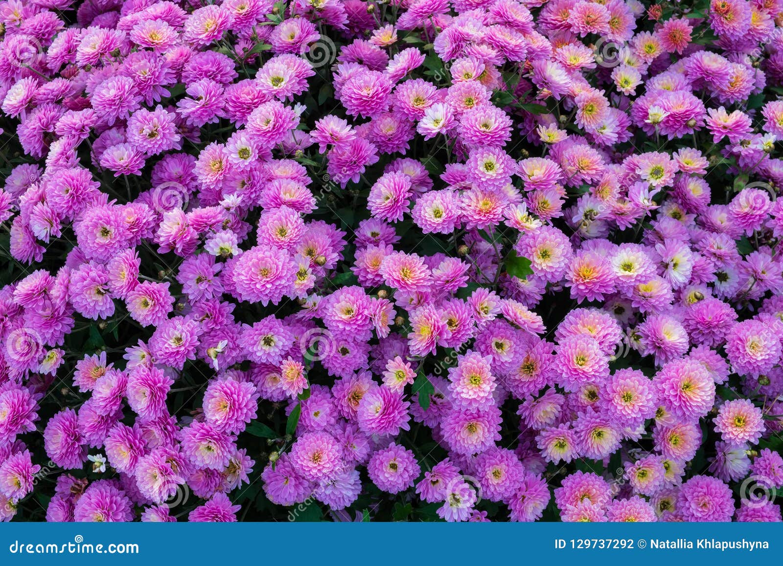Background of Purple Chrysanthemum Flowers. Stock Photo - Image of ...