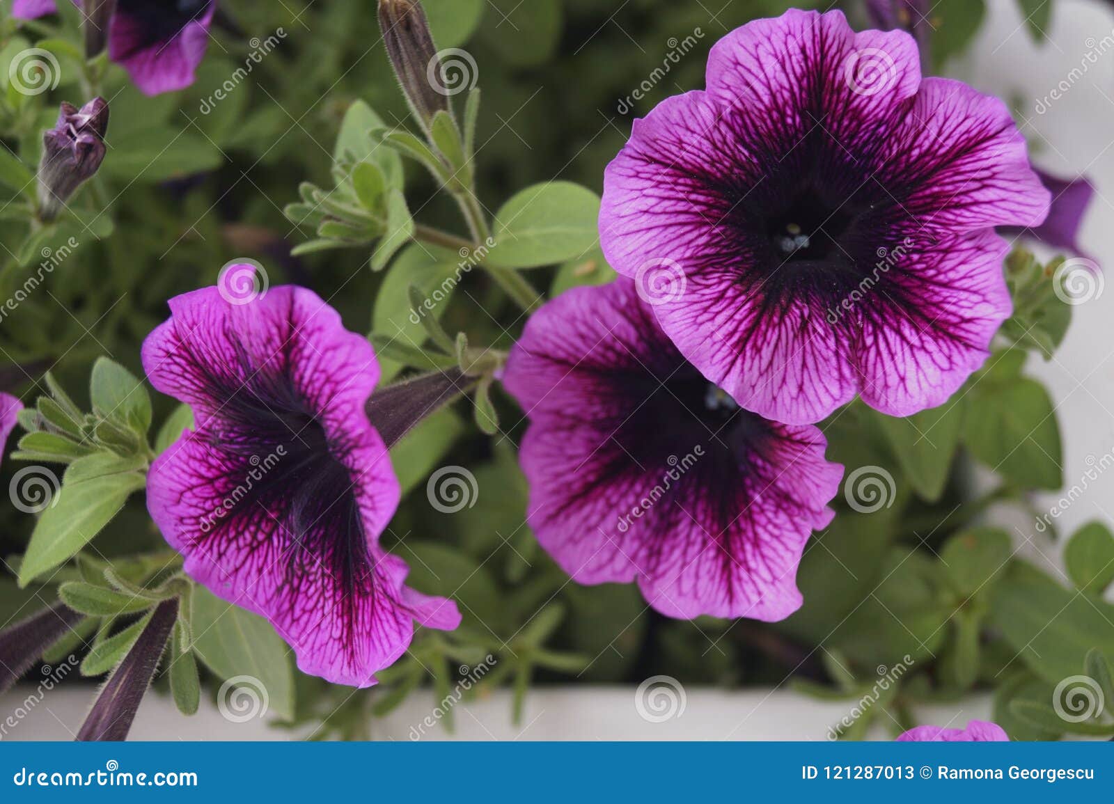 Background with Purple Petunias Stock Image - Image of beatiful, botany ...