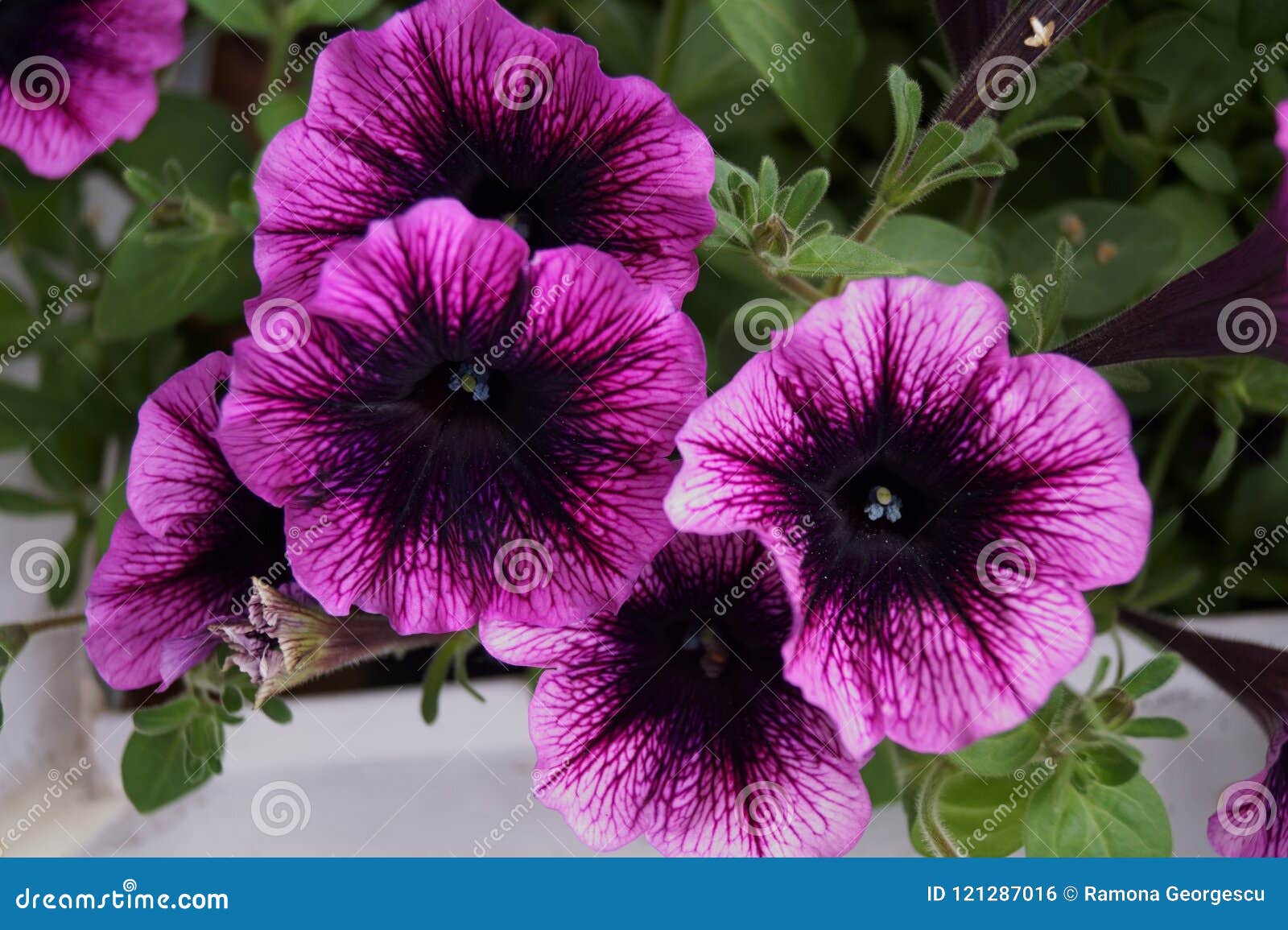 Background with Purple Petunias Stock Photo - Image of floral ...