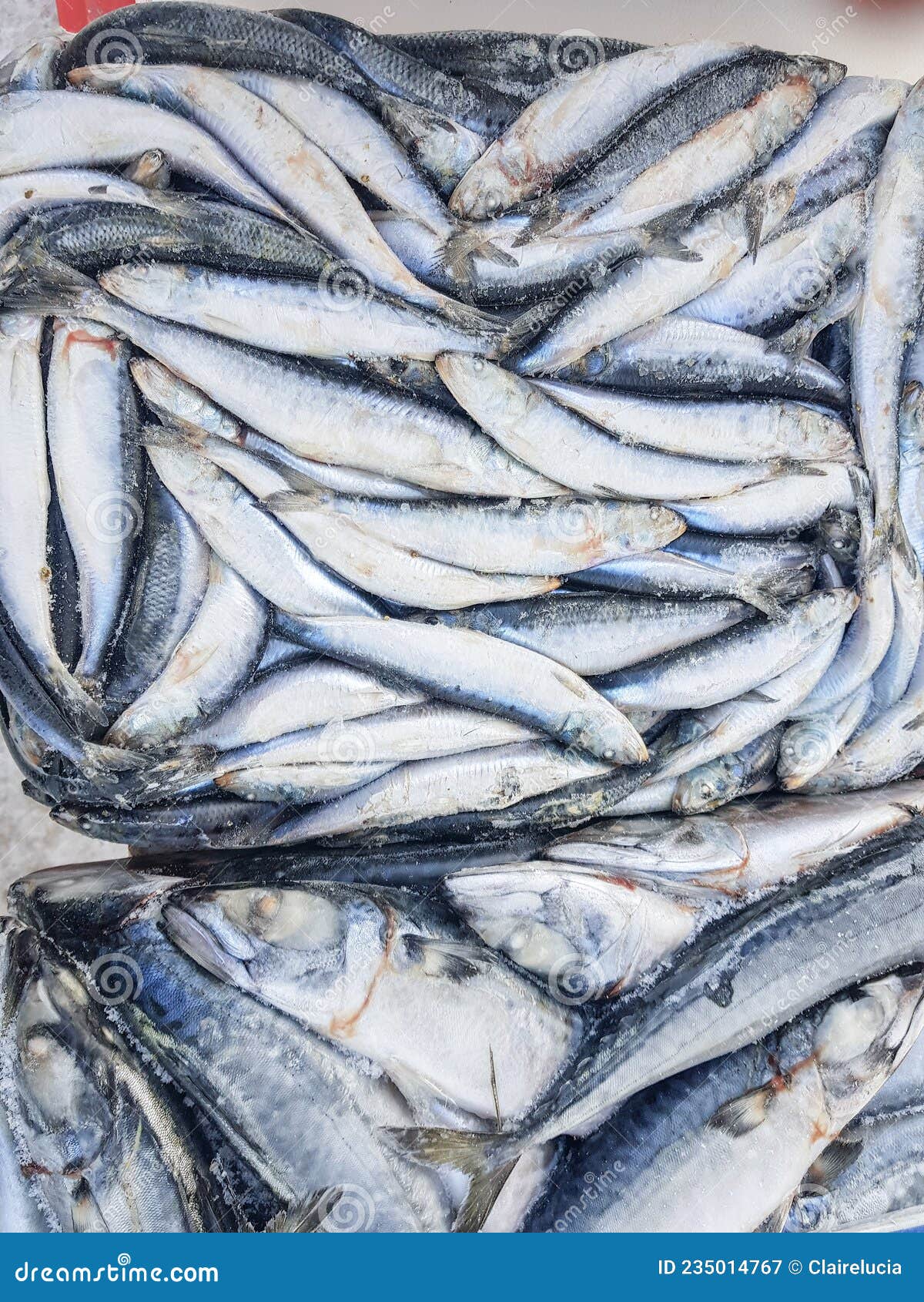 Background of Raw Frozen Herring Fish at the Fish Market Stock Image