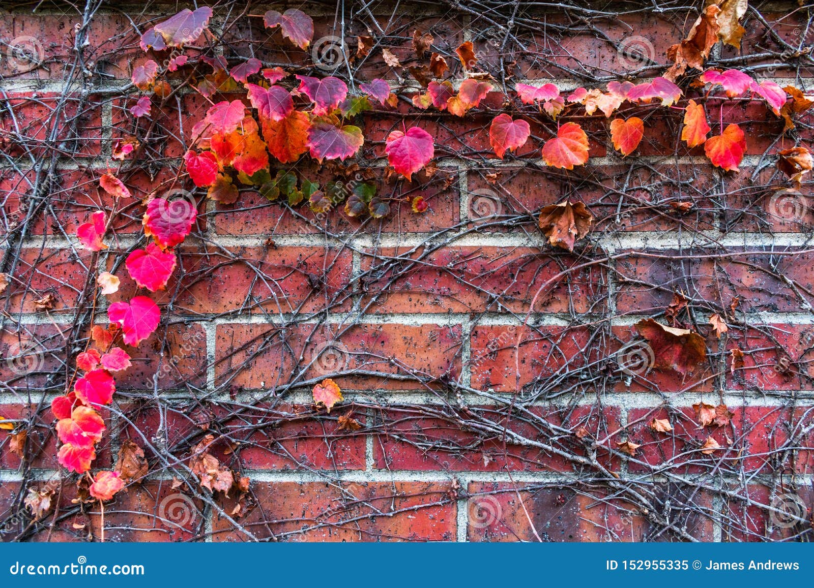 A Background of Red Autumn Leaves and Vines on a Brick Wall Stock Image Image of pattern