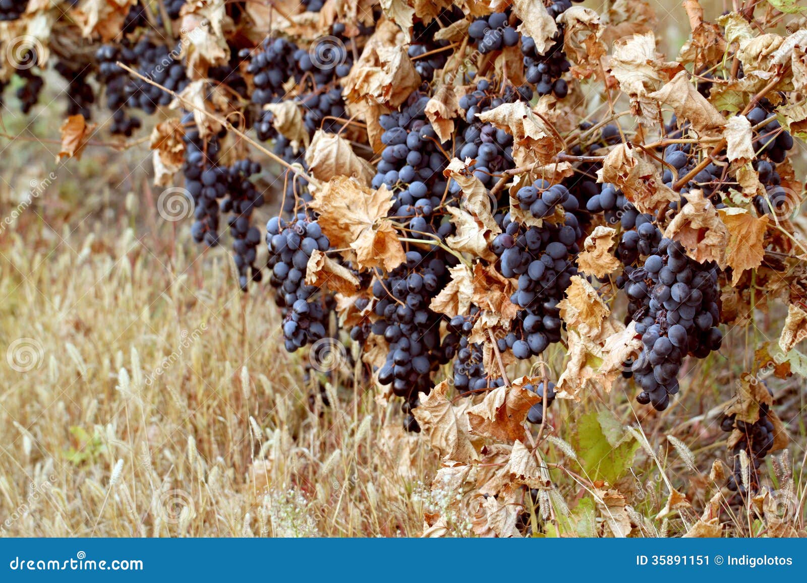 Background of Ripe Grapes Moldova Stock Image Image of fall, farming
