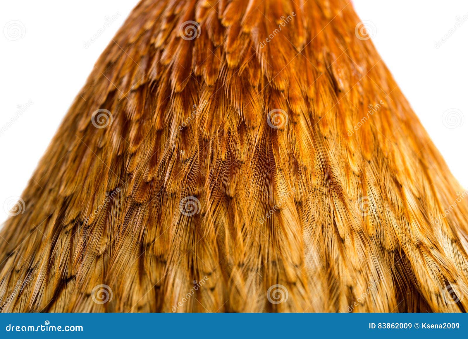 Rooster Tail Feathers in Close-up Shot · Free Stock Photo